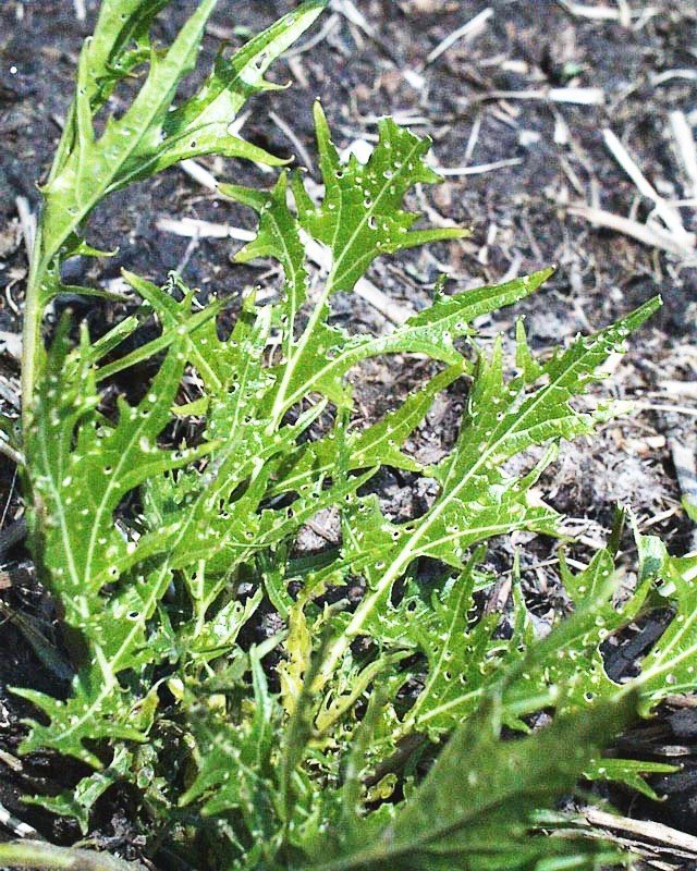 Flea beetle damage on arugula