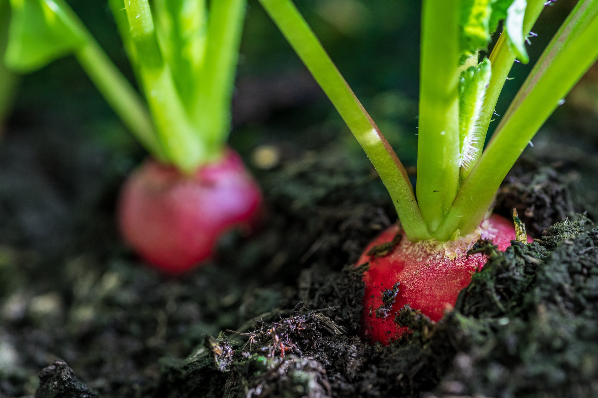 Farm Beginnings® Info Session