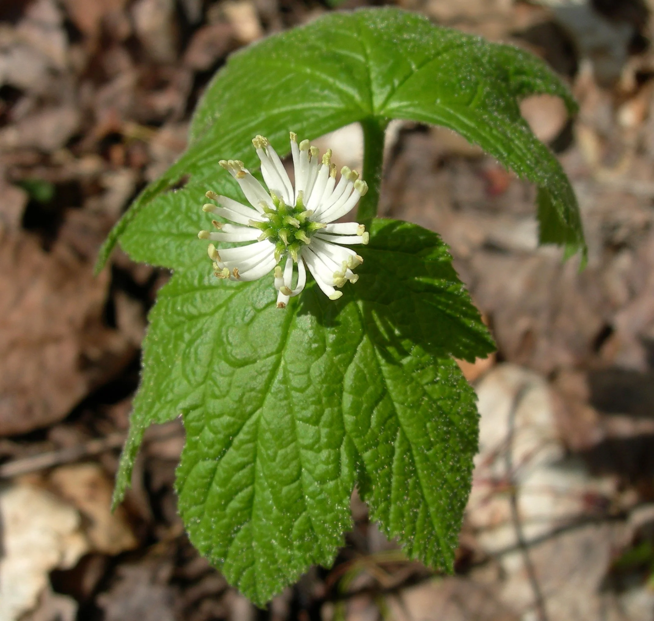 Woodland Botanicals with Eagle Feather Organic Farm