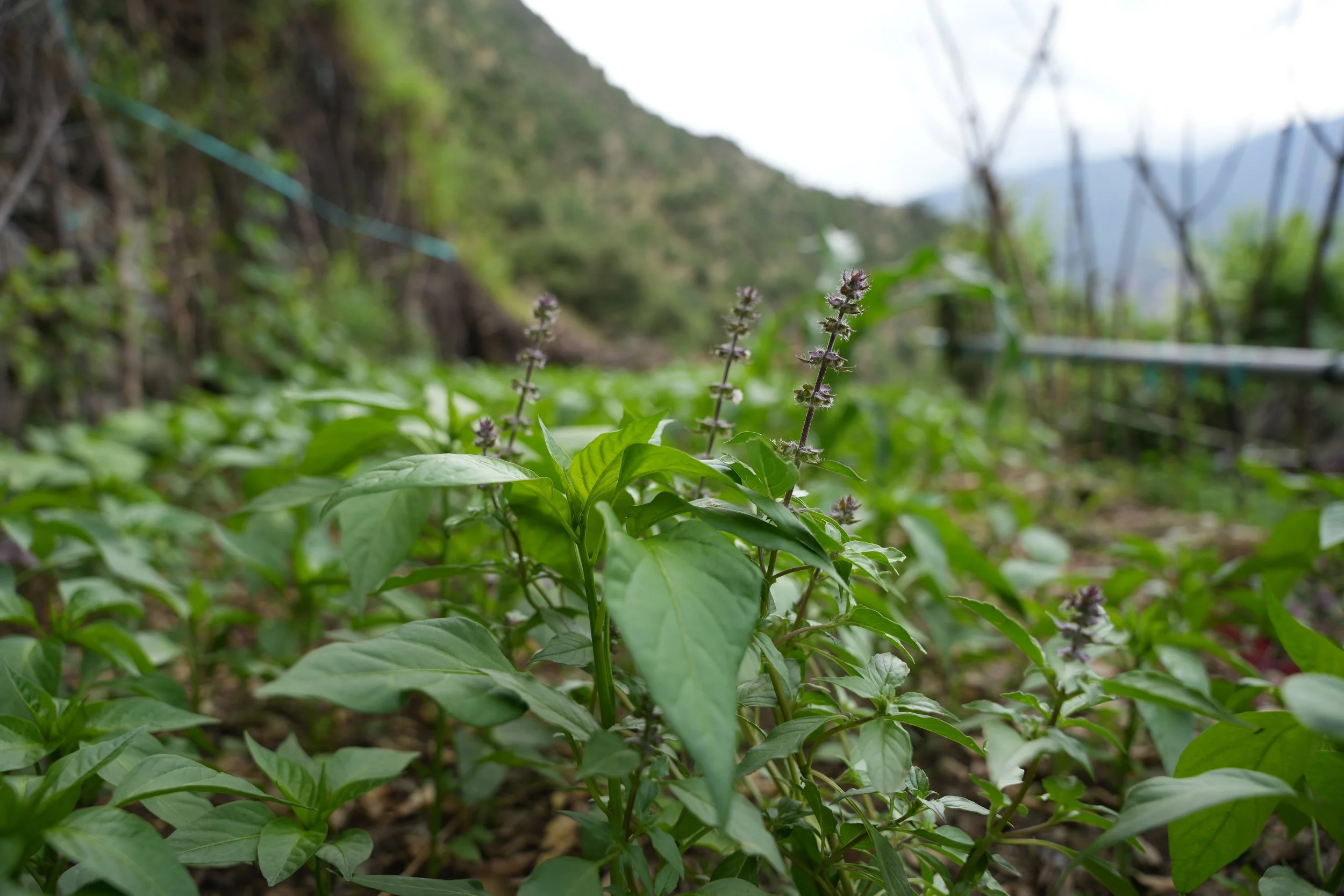 Class 2 of Growing Food On Slopes 