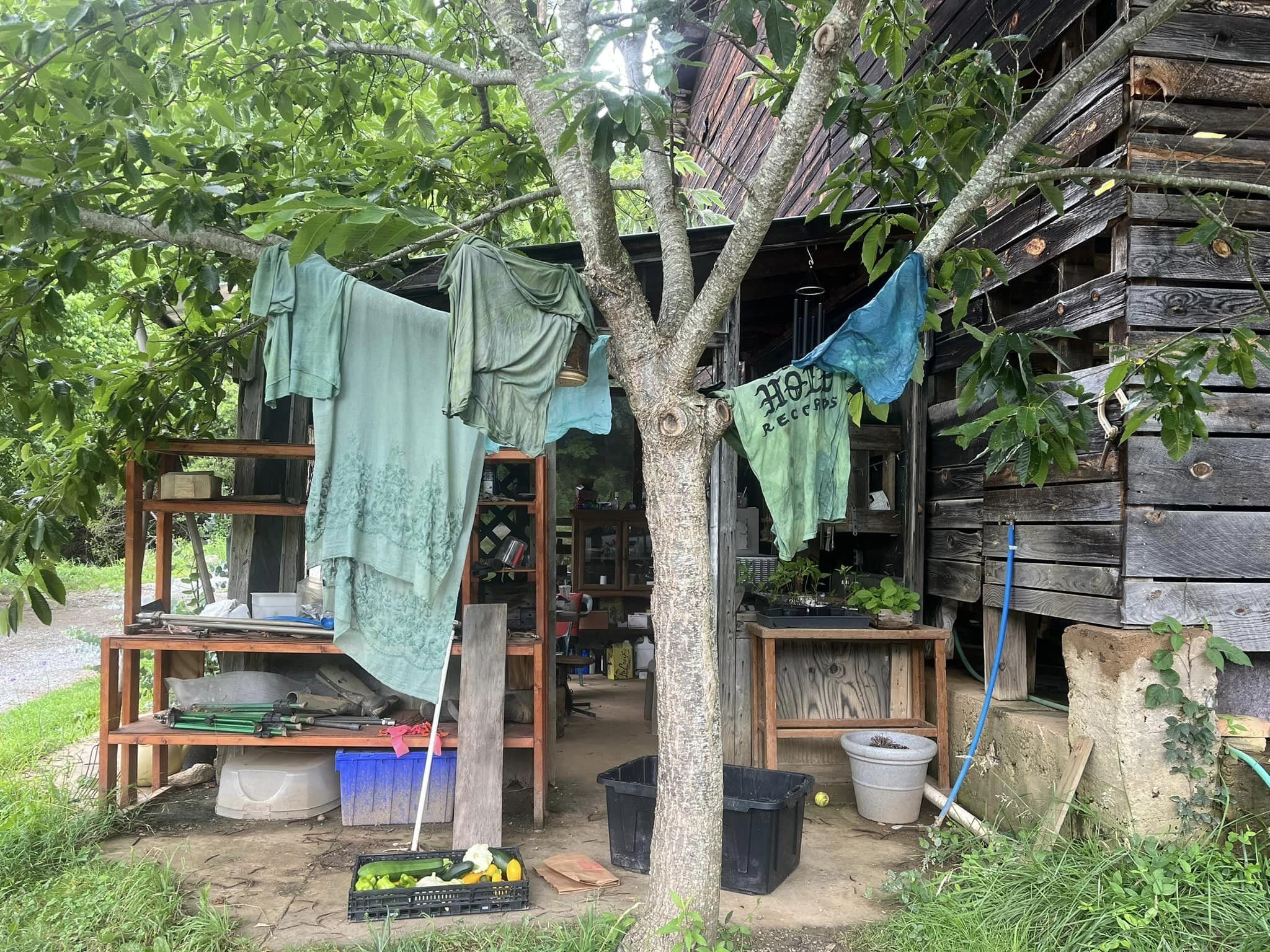 Making Plant Dyes for Fabric with Barack Obama