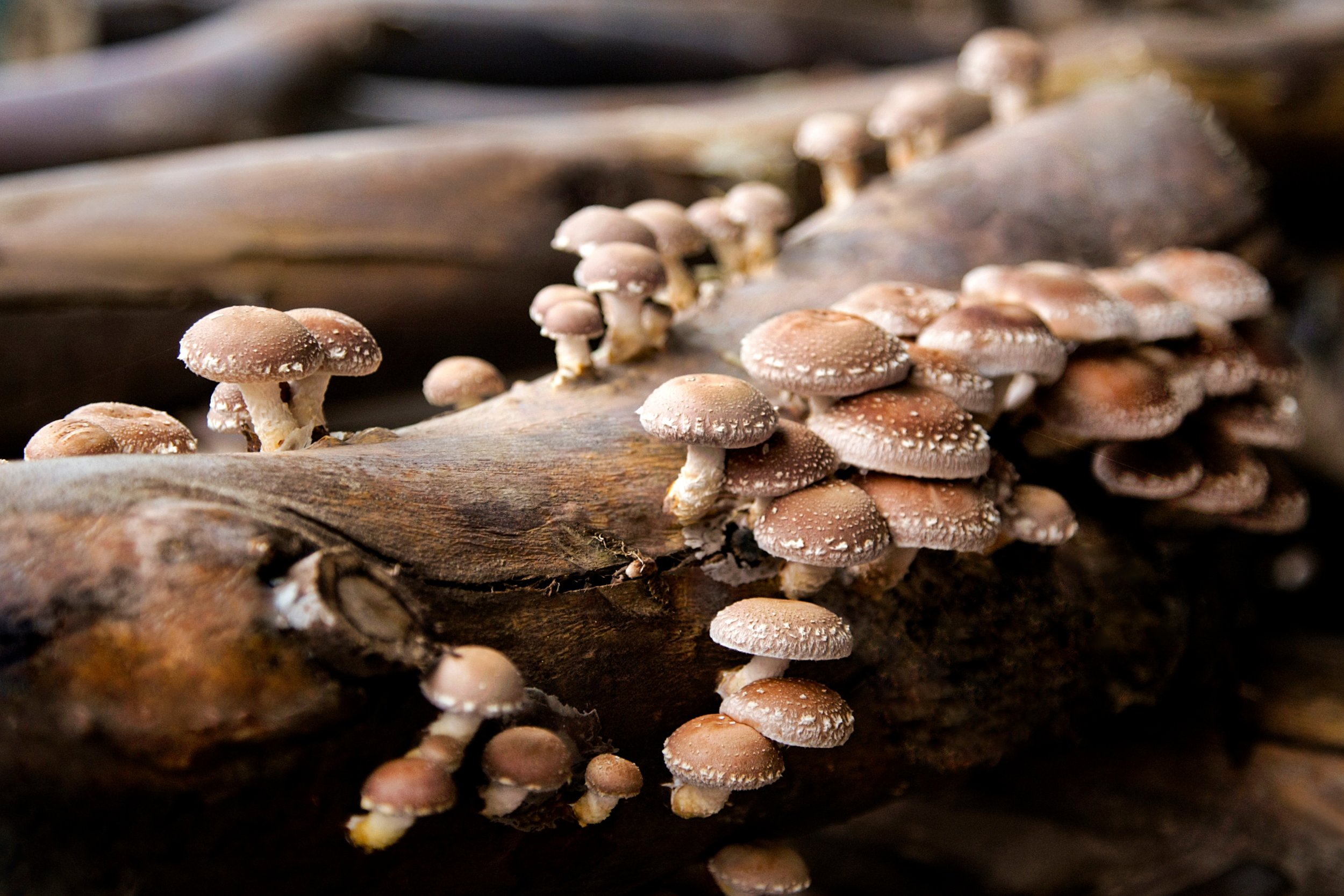 Shiitake Mushrooms growing on a log - forest farming