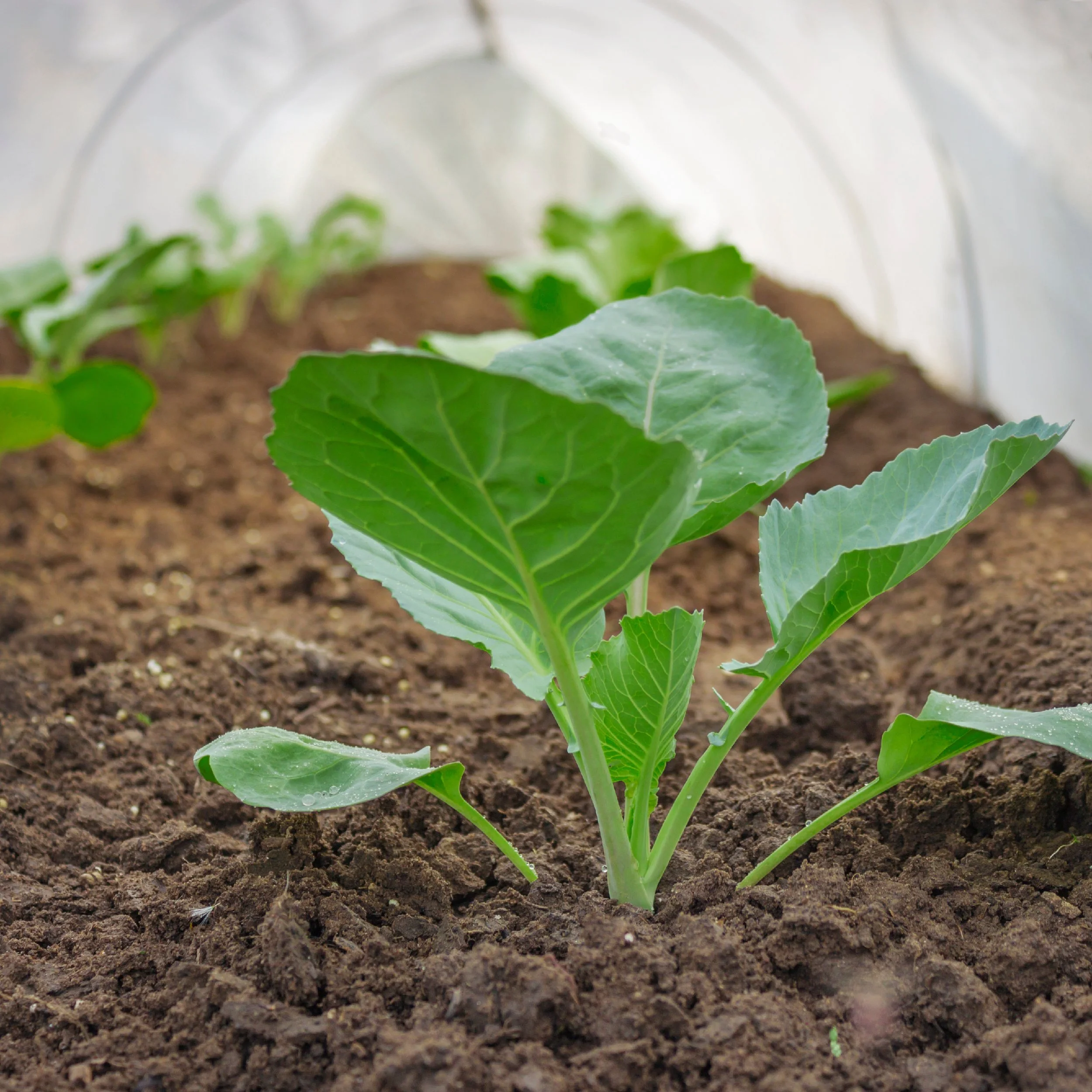 Young rows of cabbage are covered for protection against frosts