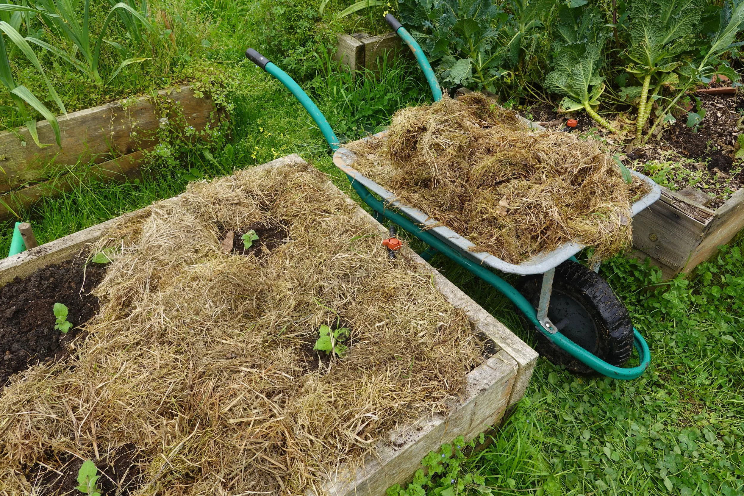 How to Garden During Drought Without Watering Constantly