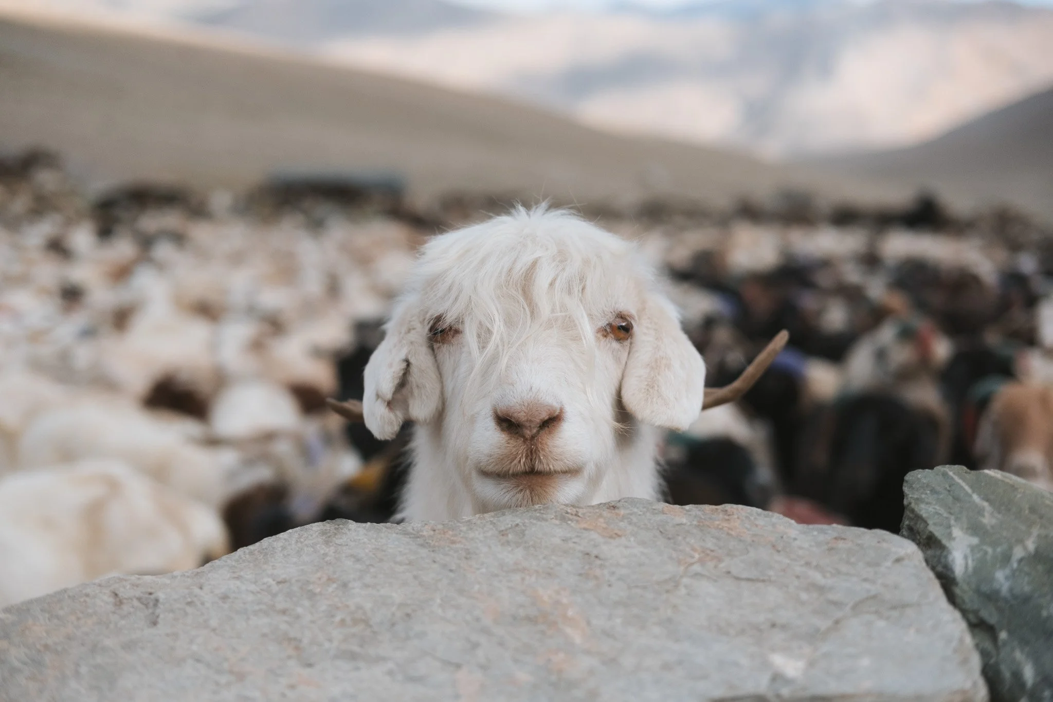 A white pashmina goat looking over a rock with the herd massed behind it, Changthang, Ladakh.jpg