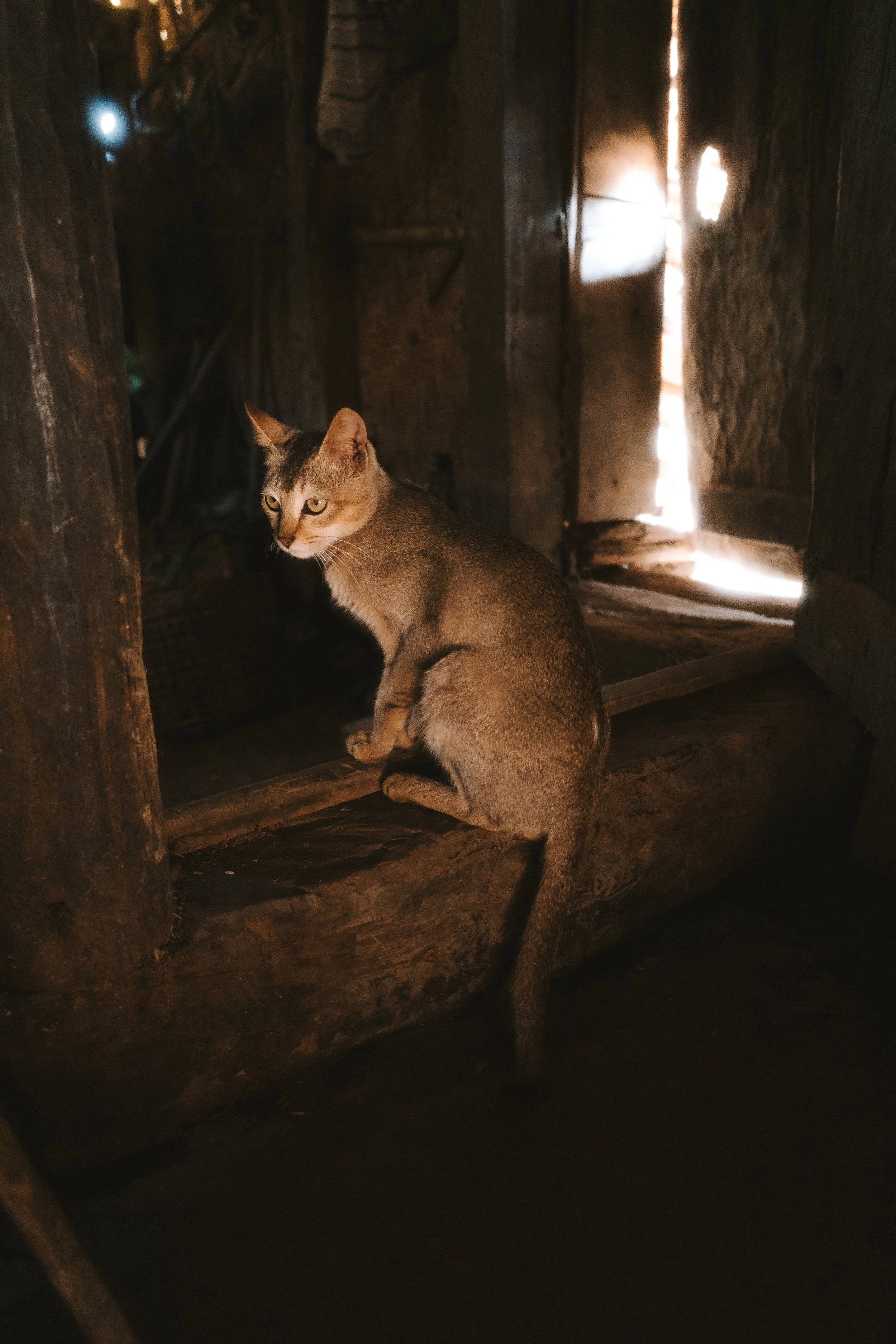 A cat sits on a wooden windowsill inside a dimly lit wooden house, backlit by sunlight through the window.