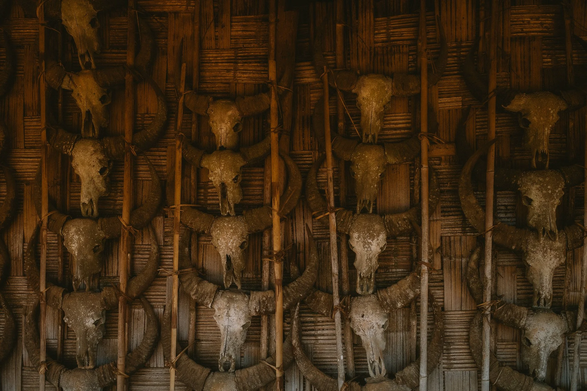 Rows of mithun skulls with horns mounted on a woven bamboo wall inside a Konyak house.