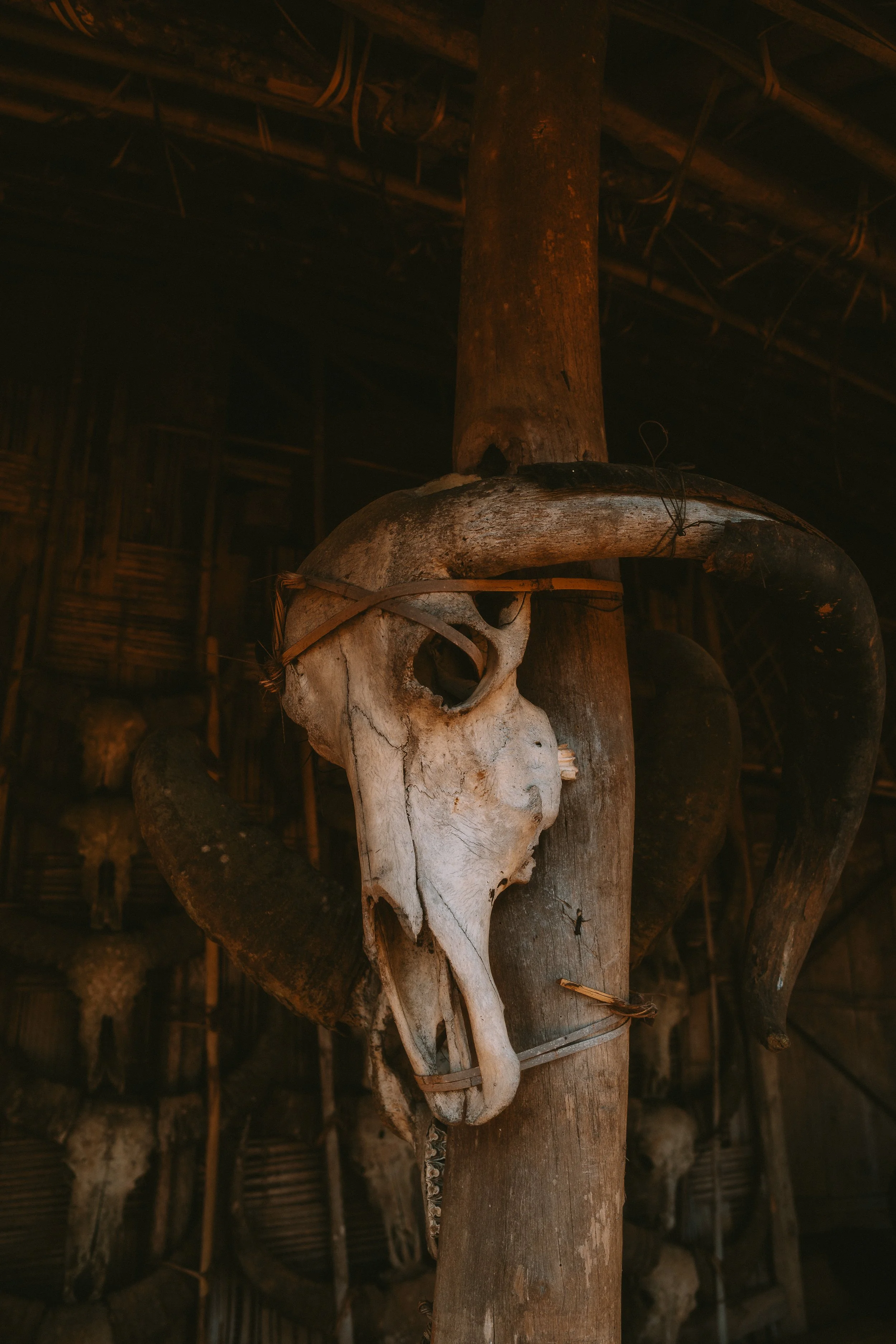 A mithun skull with long curved horns tied to a wooden post inside a hut, with more skulls visible in the dark background.