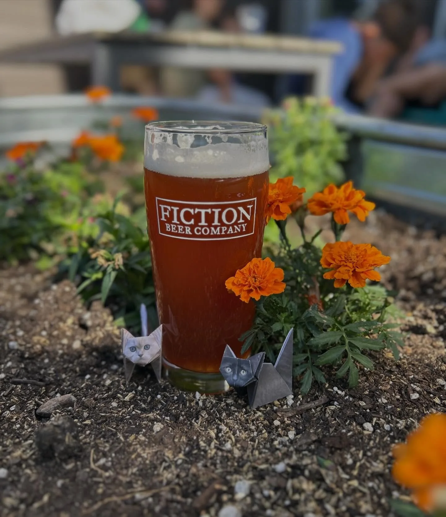 The sun is shining ☀️ and Cat Themed Trivia 🐈 is tonight at 7pm!! We&rsquo;re not kitten around with this one, come show off all your cat related knowledge!

@the_madhatters_ft is slingin chopped cheese sandwiches until 8pm! 

#fictionbeercompany #b