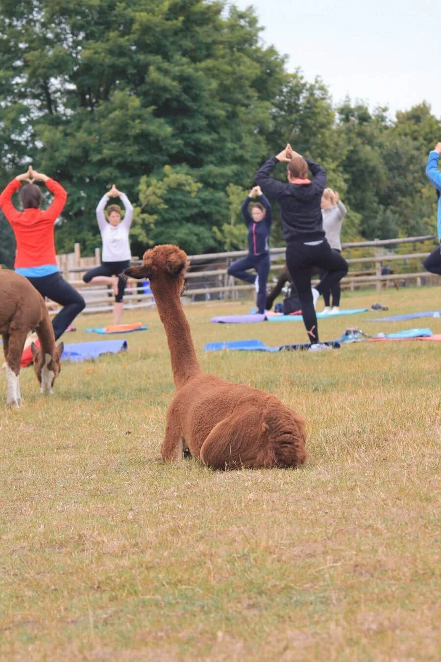 alpaka-yoga-nrw-borken-event
