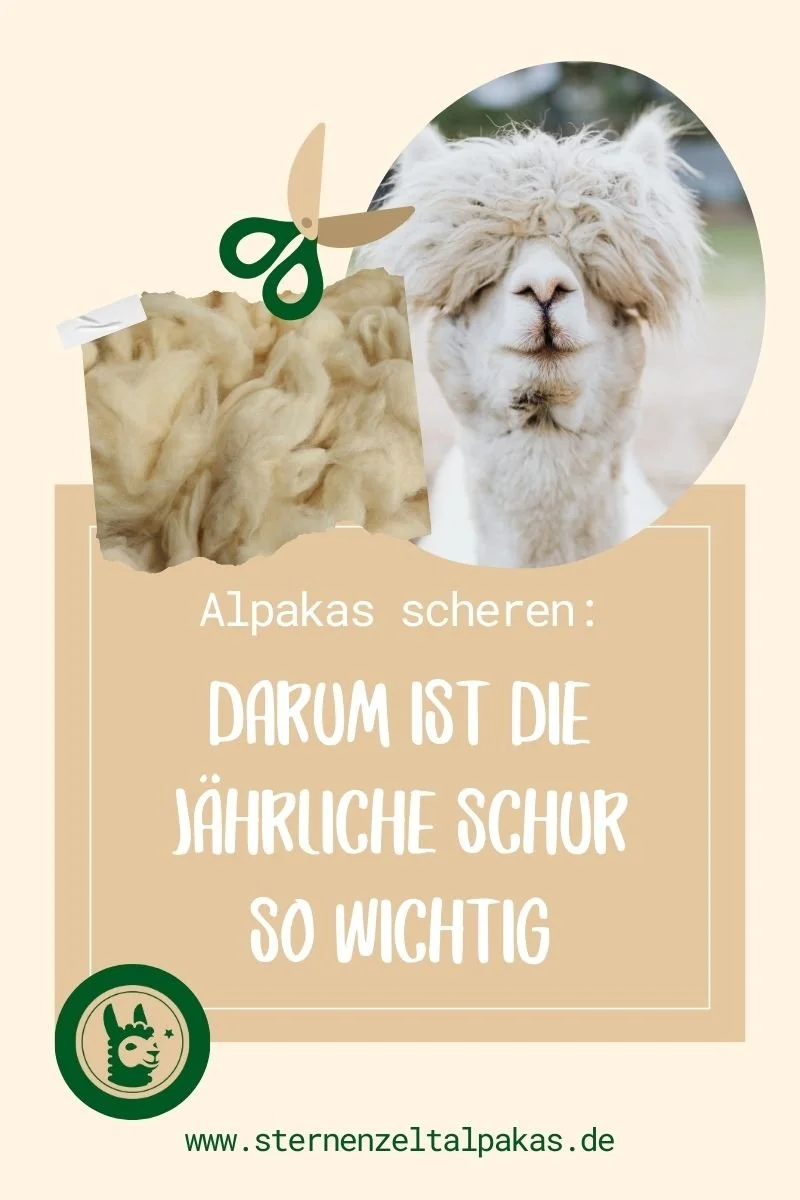Warum Alpakas scheren keine Tierquälerei ist