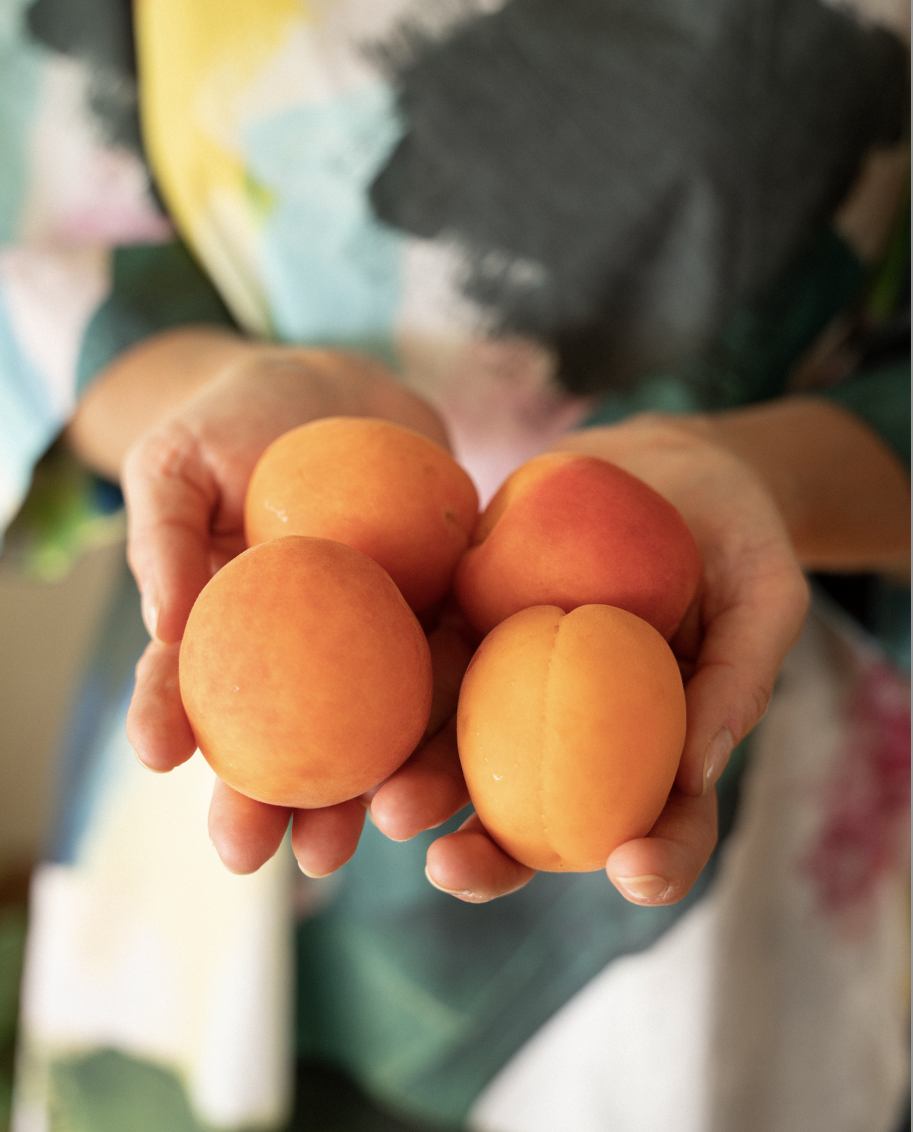 Mains tenant quatre abricots. La personne porte un vêtement à motifs colorés.