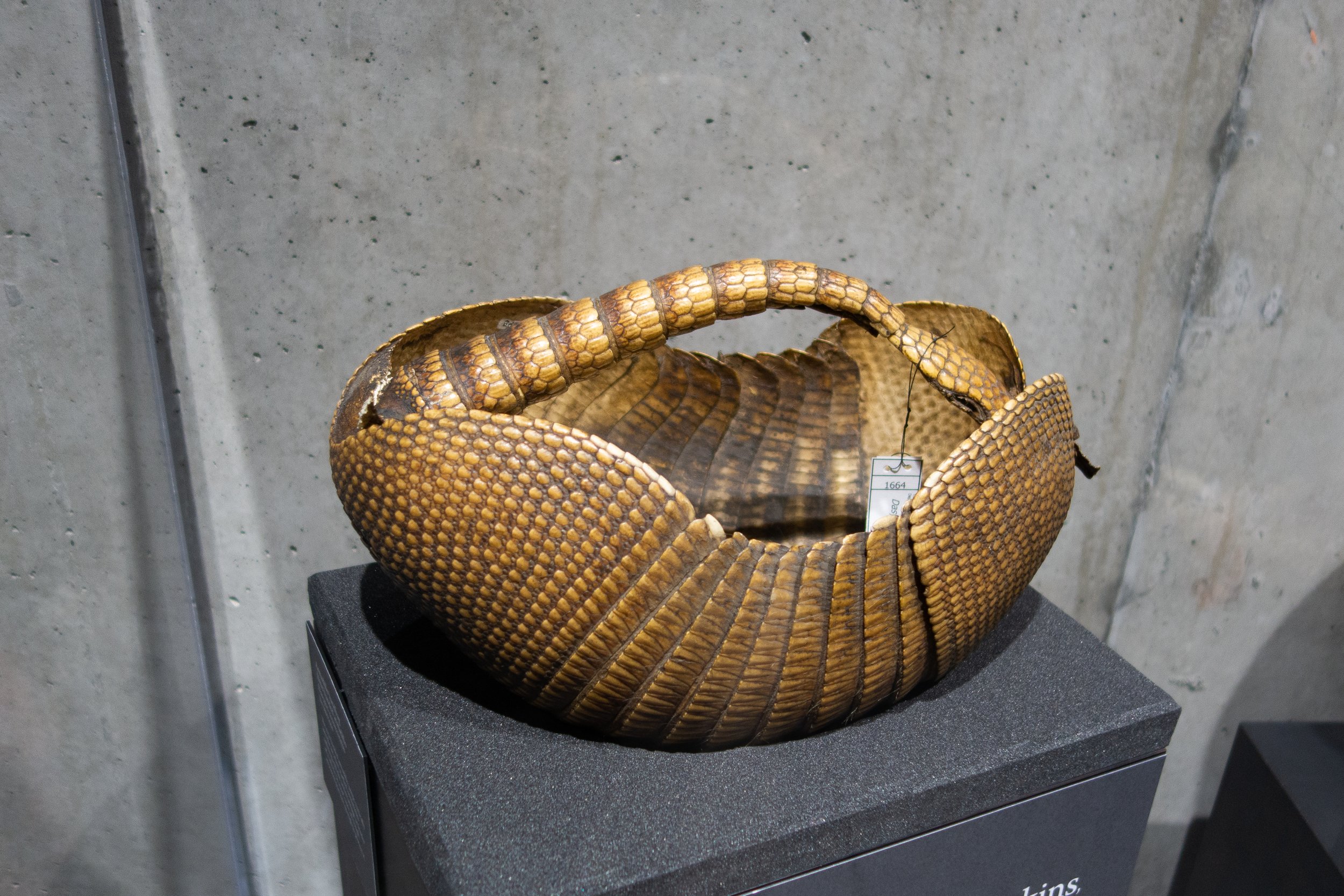 When The Hill Country Was Armadillo Capital Of The World