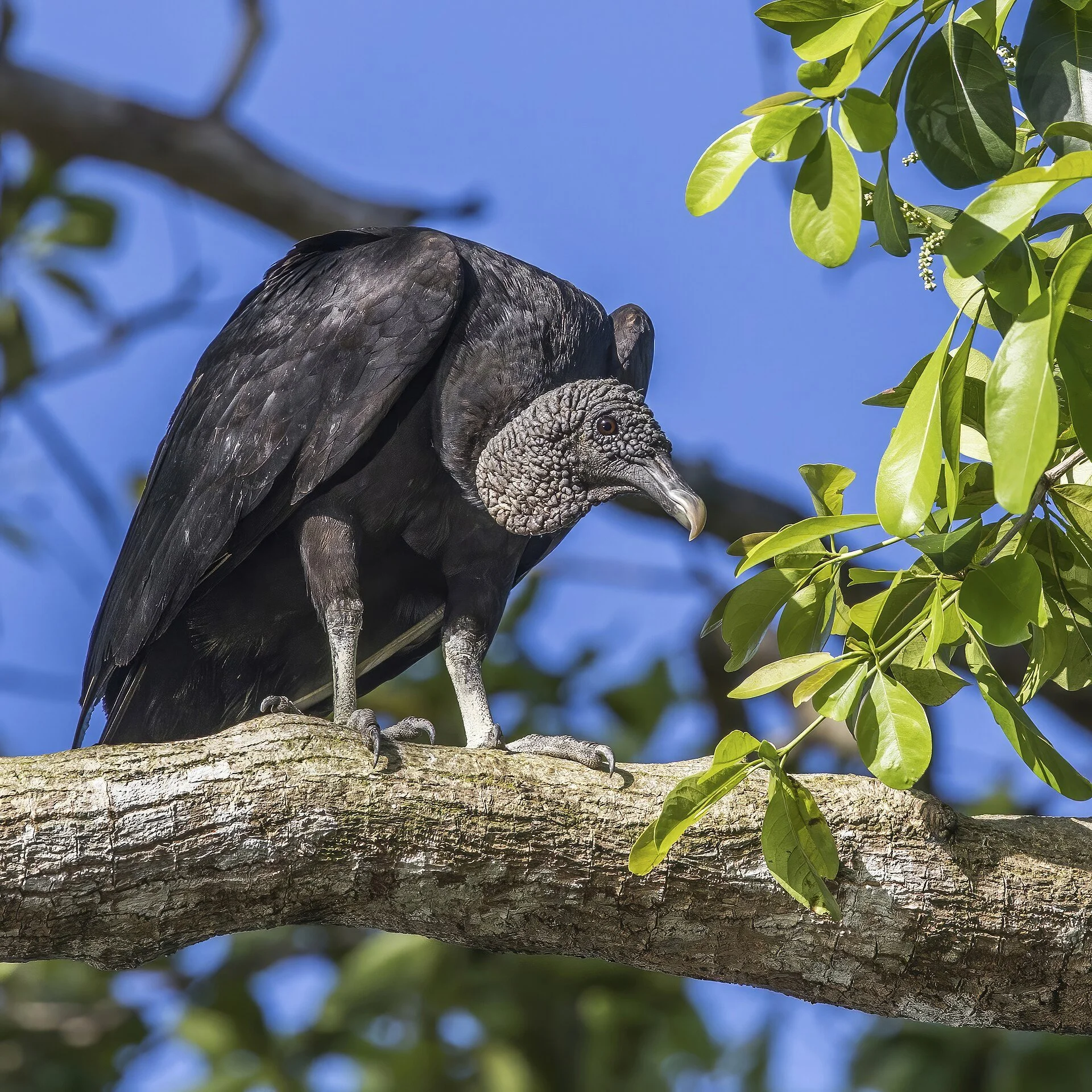 Texas Buzzard Hunt