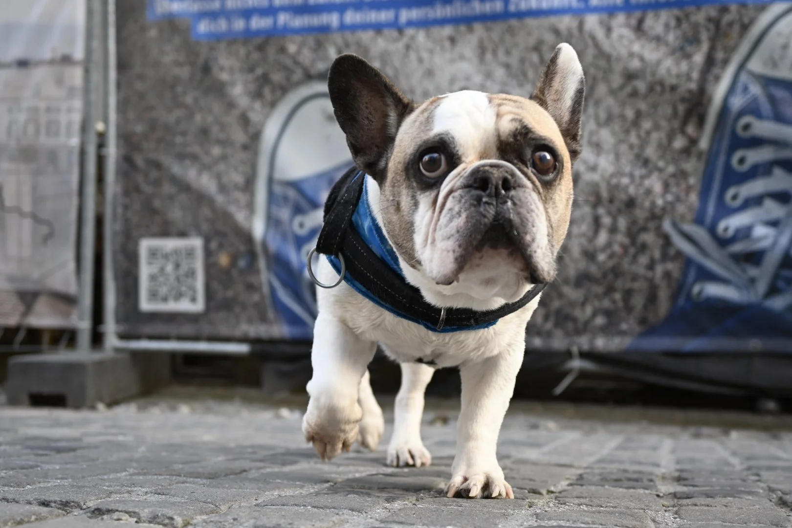 🐕 𝗞𝗹𝗲𝗶𝗻𝗲𝗿 𝗛𝘂𝗻𝗱, 𝗴𝗿𝗼𝘀𝘀𝗲 𝗞𝗹𝗮𝗽𝗽𝗲! 😁

Wenn du 30cm gross bist, aber trotzdem der Boss der Strasse... 😎
Mein Blick sagt: &quot;Ich weiss genau, dass ich s&uuml;ss bin und nutze das schamlos aus!&quot; 👑
Kleine Beine, grosse Ambi