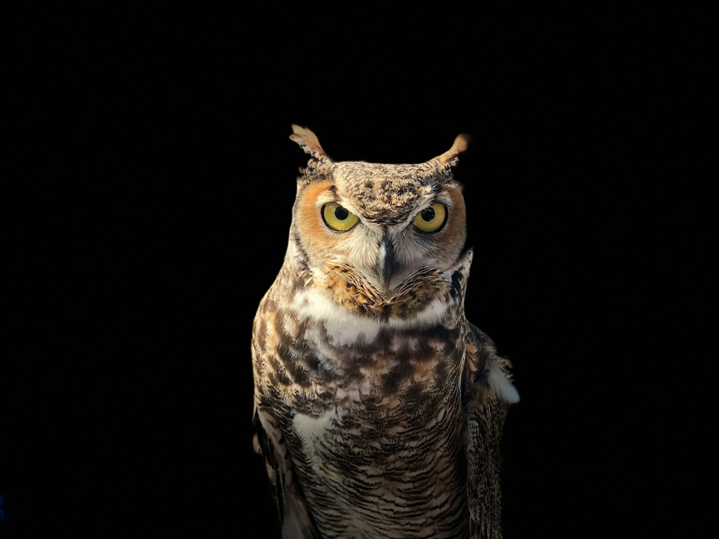 Brown Owl on black background
