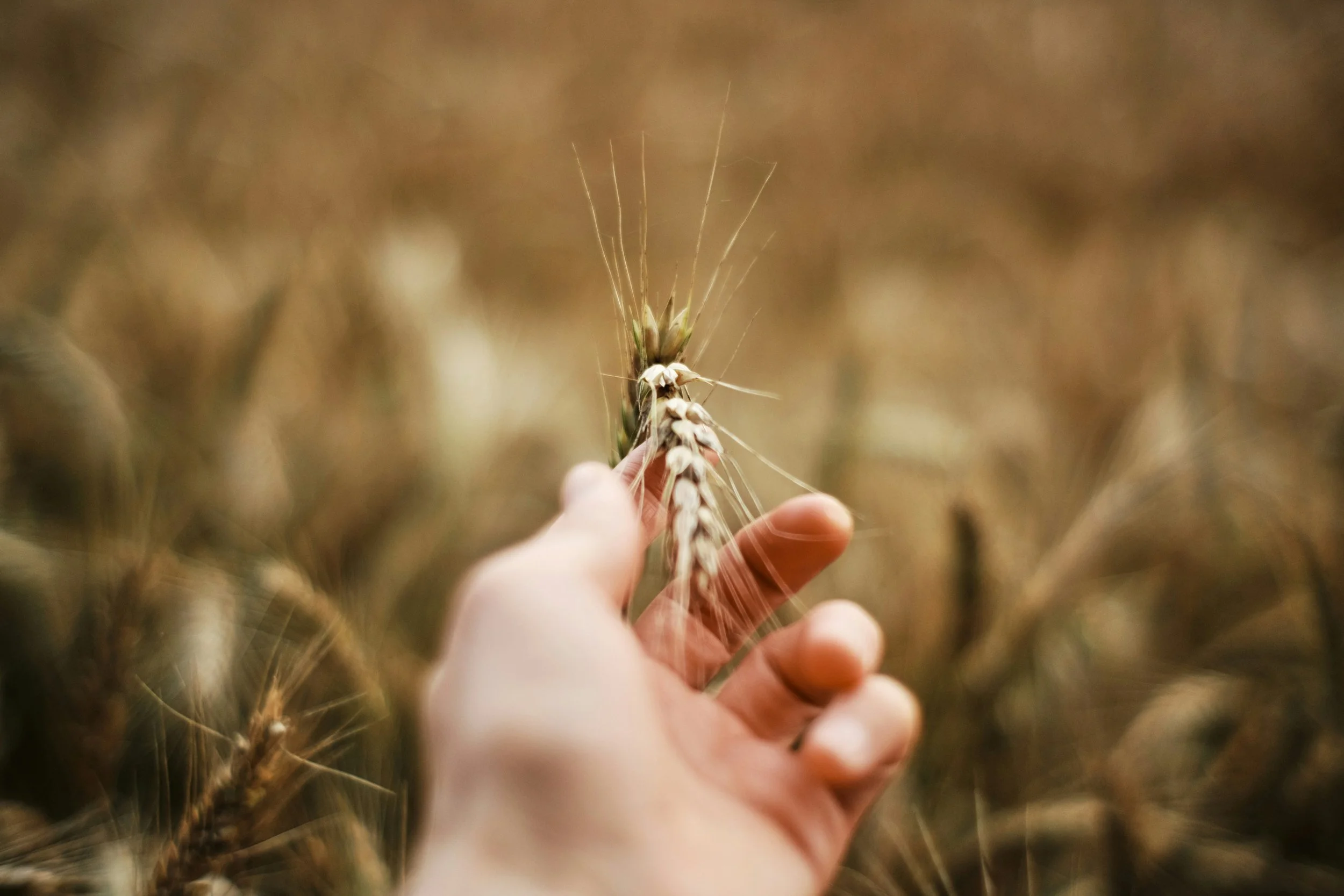 Gathered To His People