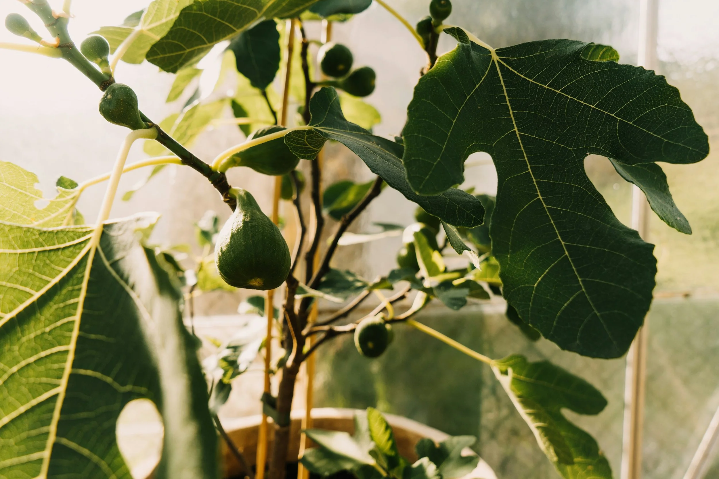 A picture of a small fig tree with large leaves and little figs