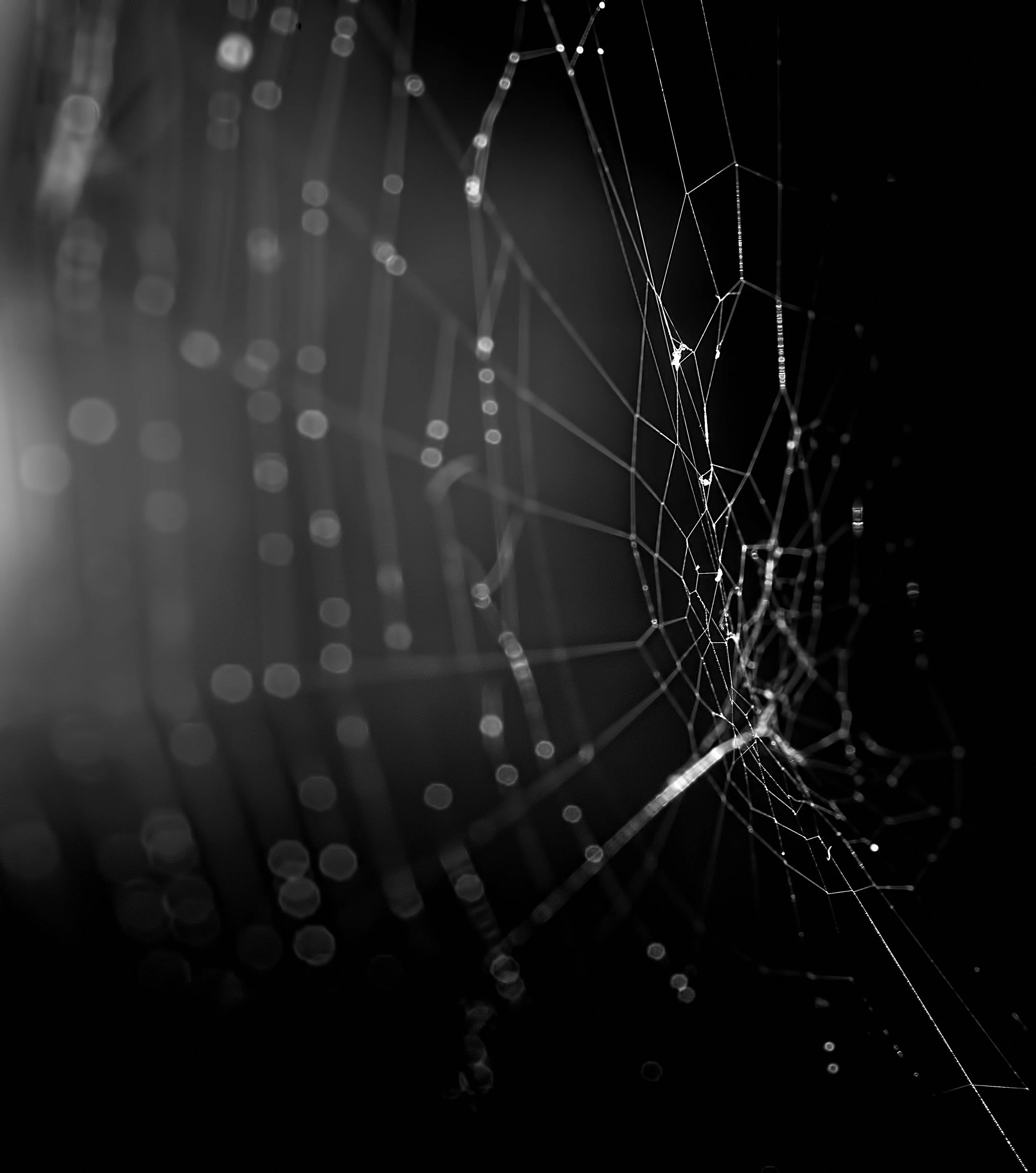 Black and White photo of a spider web with water beads