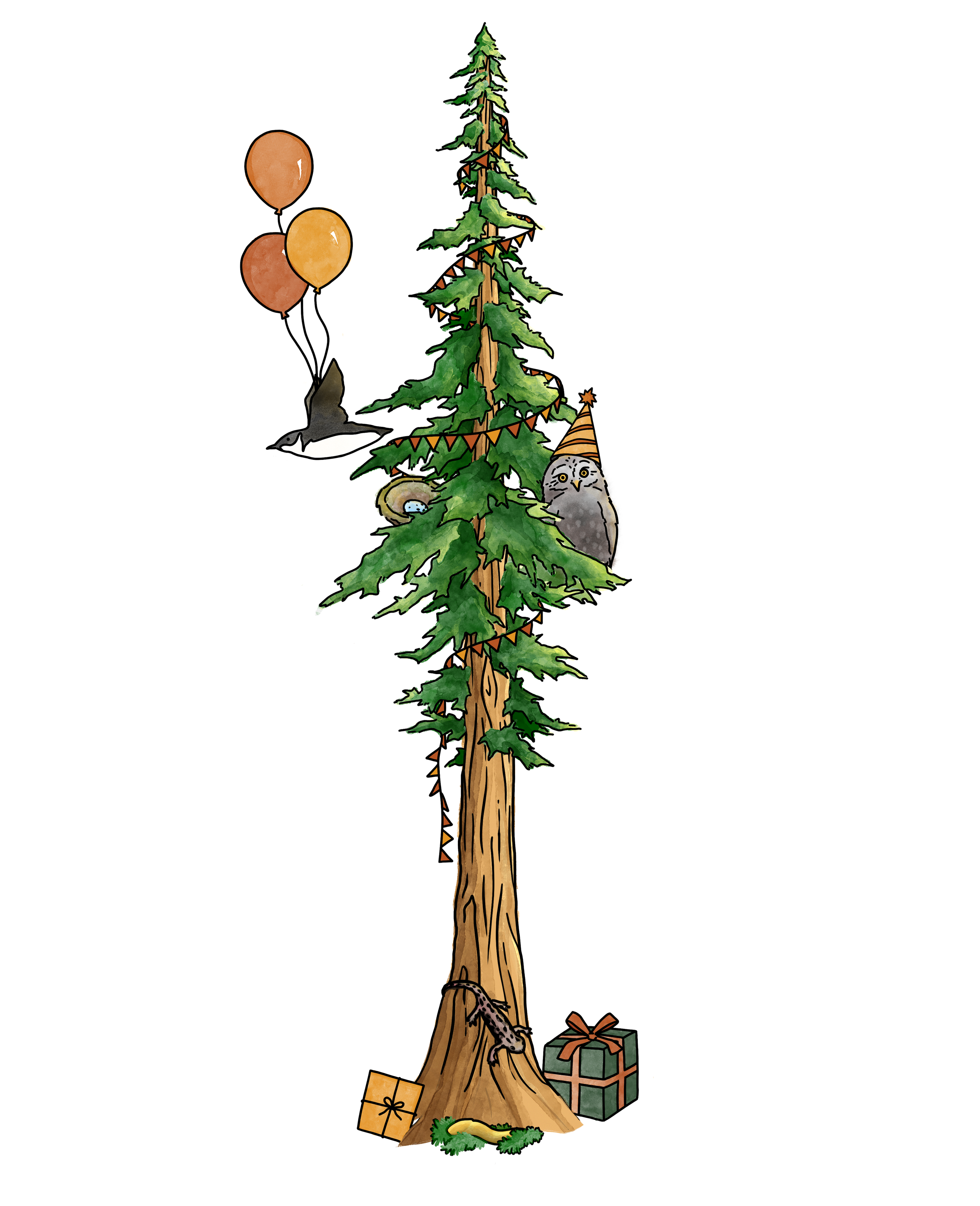 SVF:_20250518_Redwoods_Illustration_Eliza_Harris.png