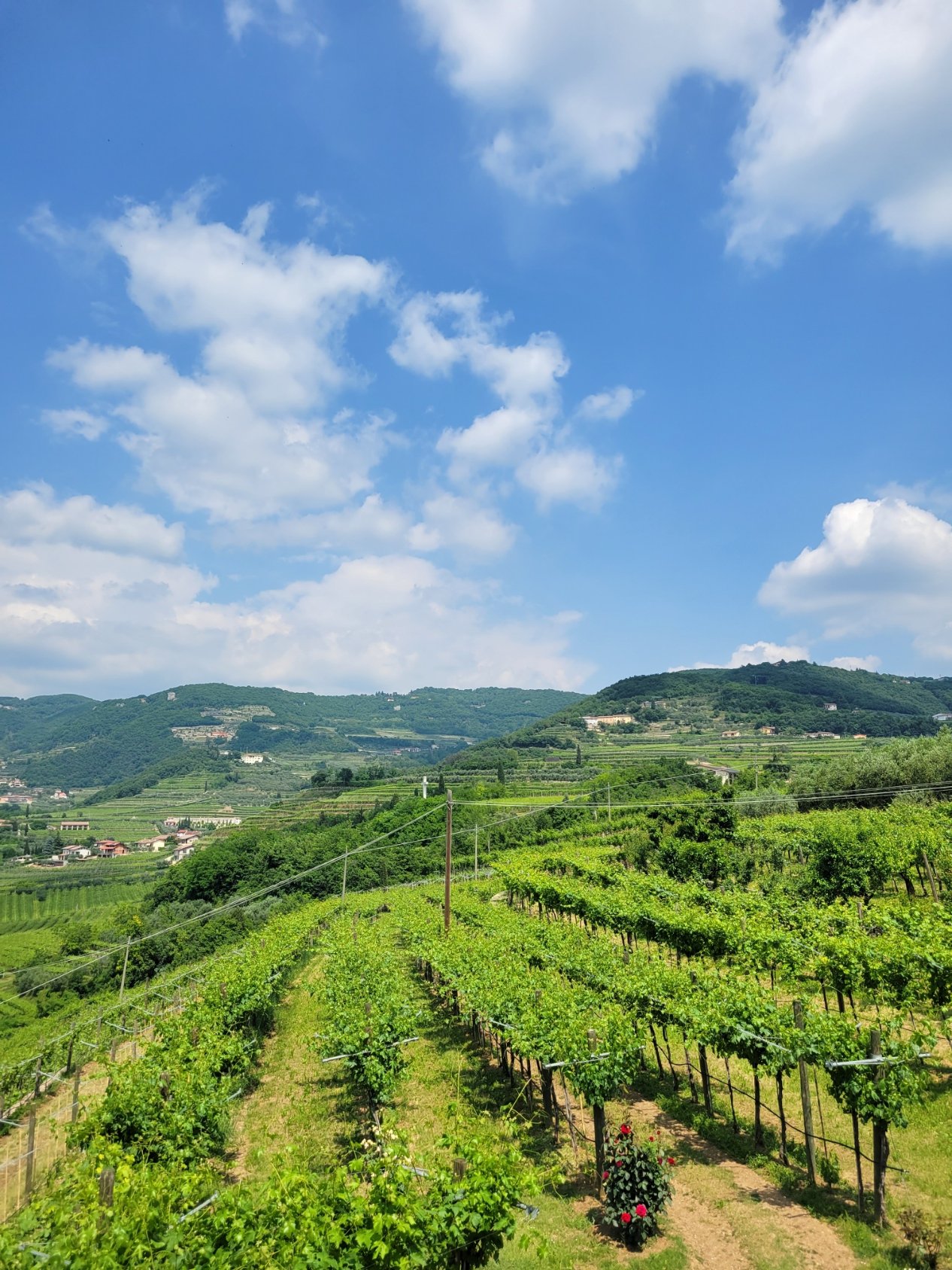 Giuseppe Quintarelli Vineyards (10).jpg