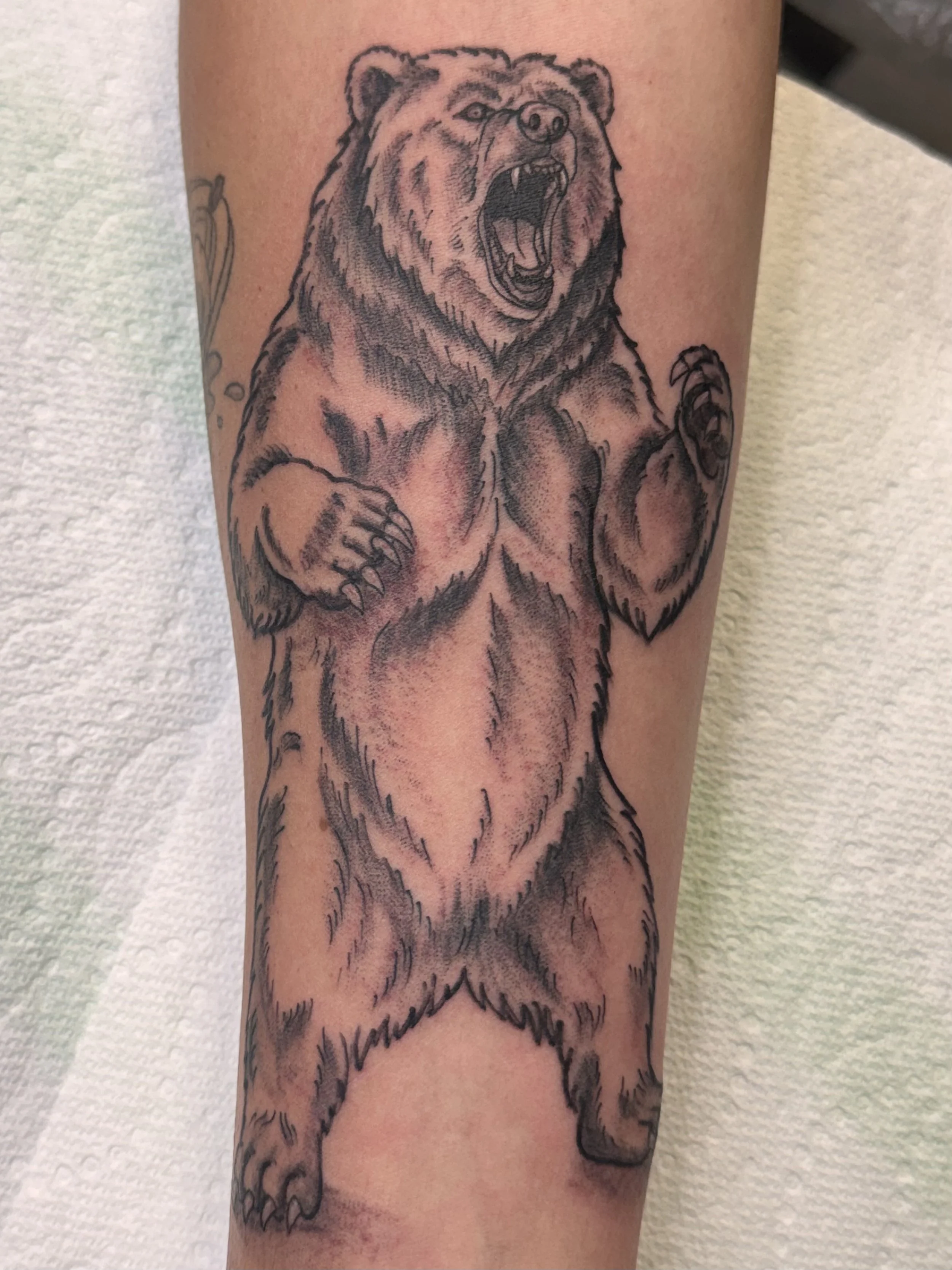 Line drawing tattoo of a roaring bear standing on its hind legs on a person's arm.