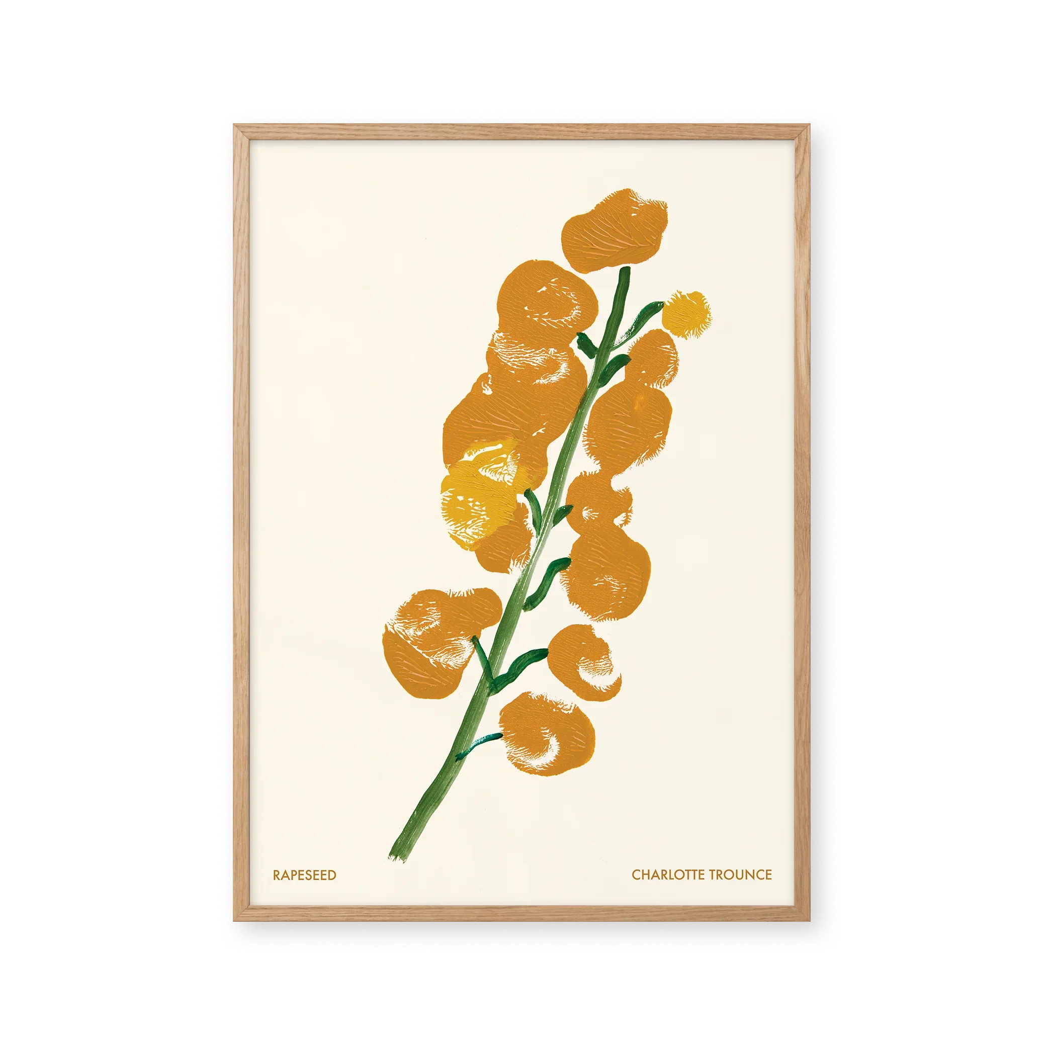 Rapeseed — Rapeseed belongs to the brassica family. Small yellow flowers grow in clusters and create the familiar yellow fields seen across Europe in spring and summer.