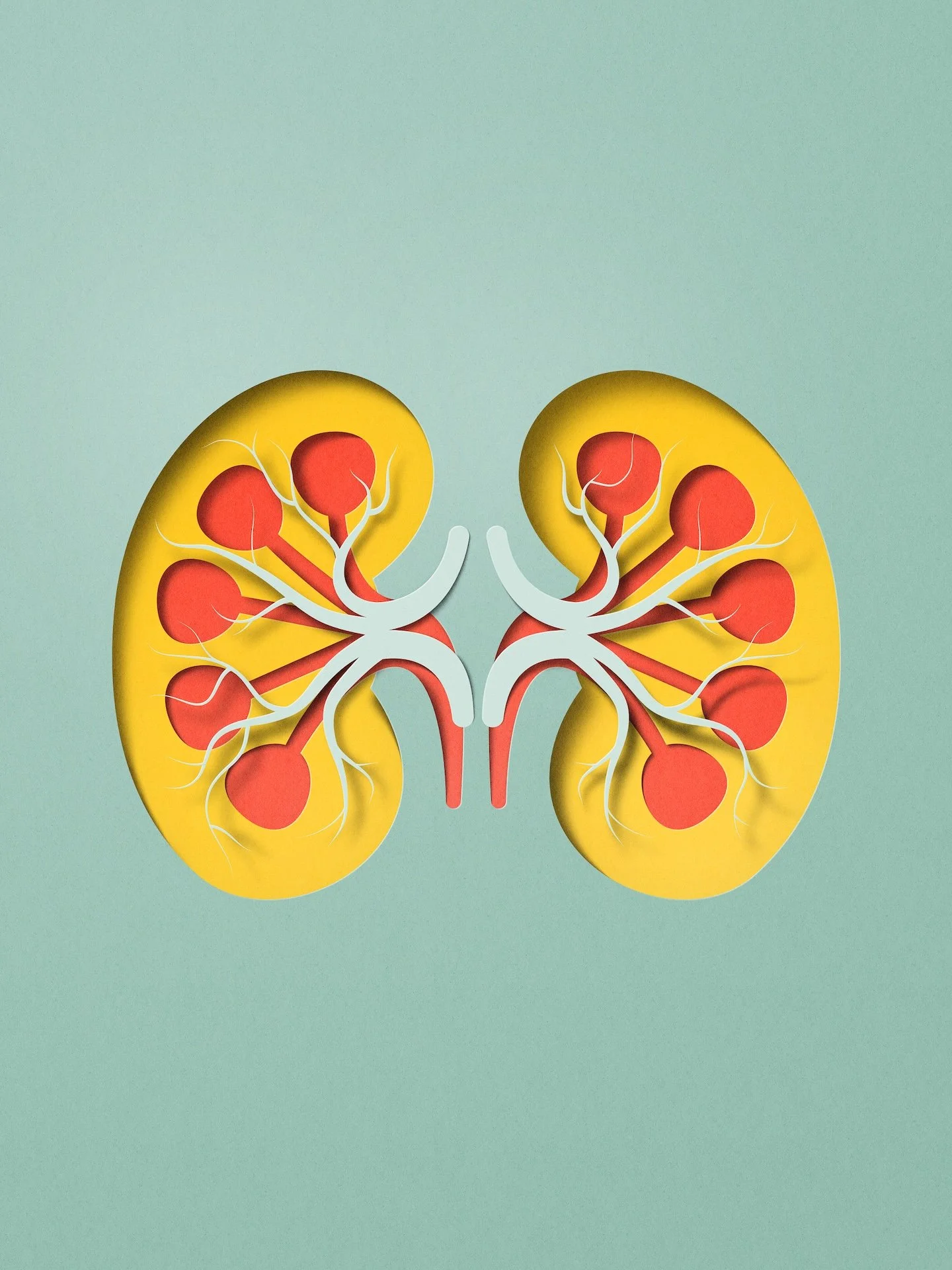 Health organs-eiko-ojala-illustration-Kidneys.jpg