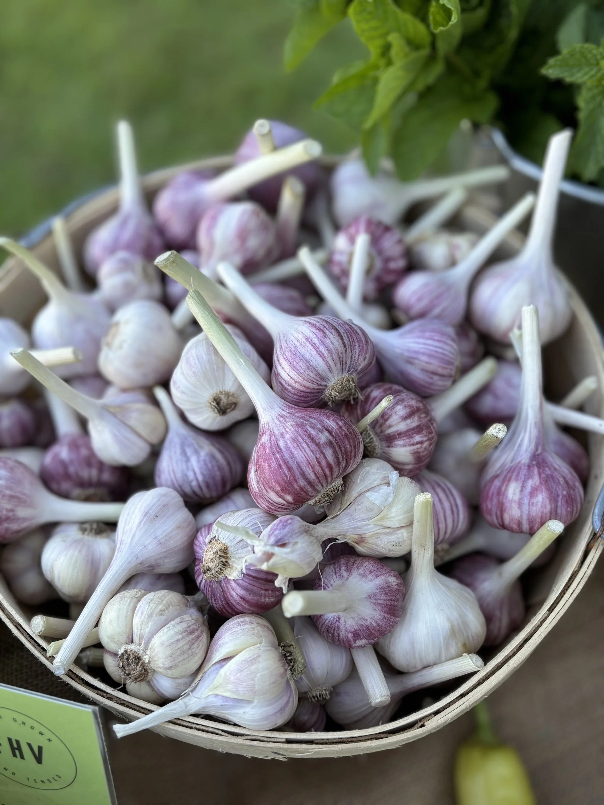 Garlic (by the head)