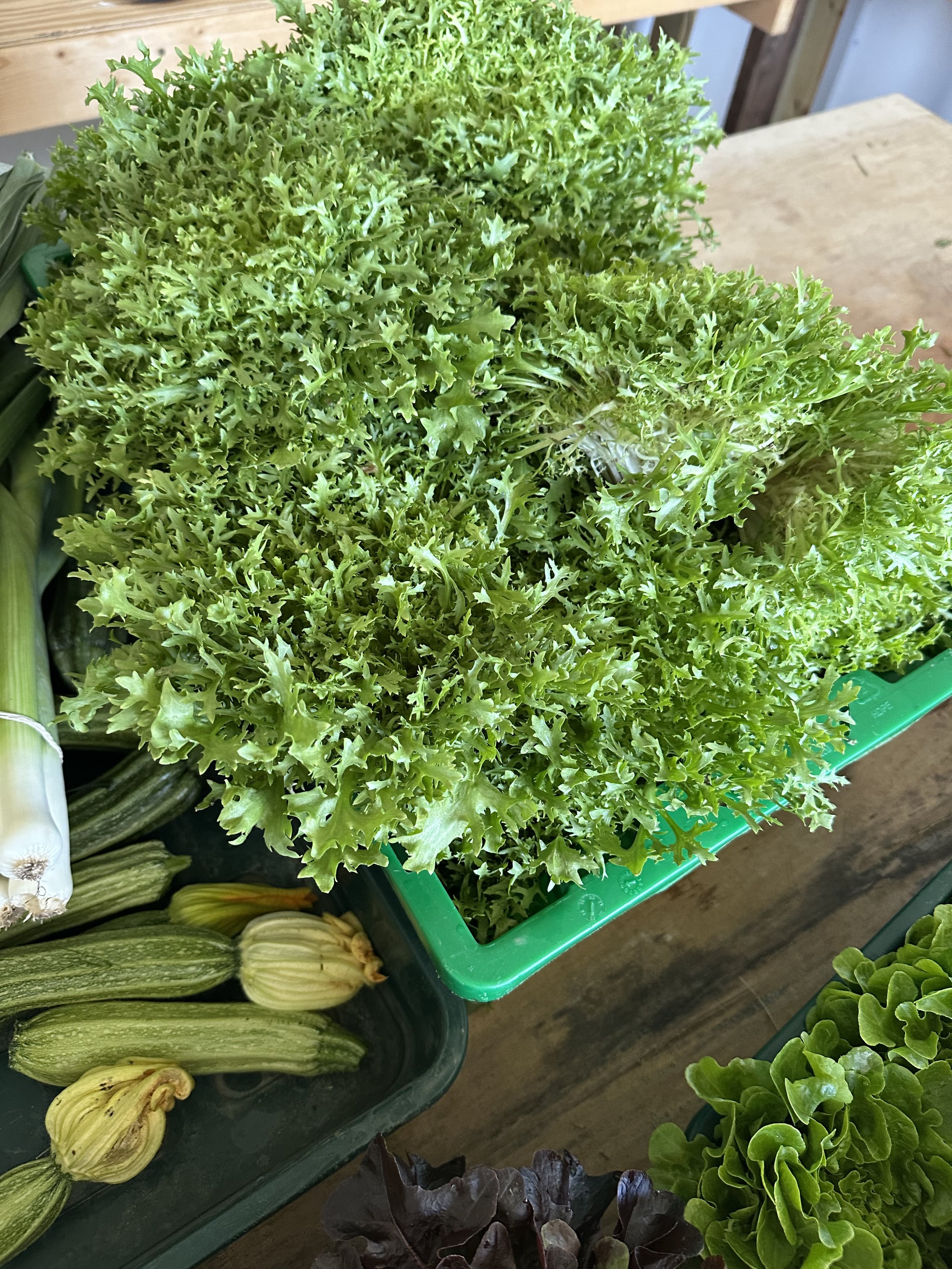 Endive Frisee (Sold Out)