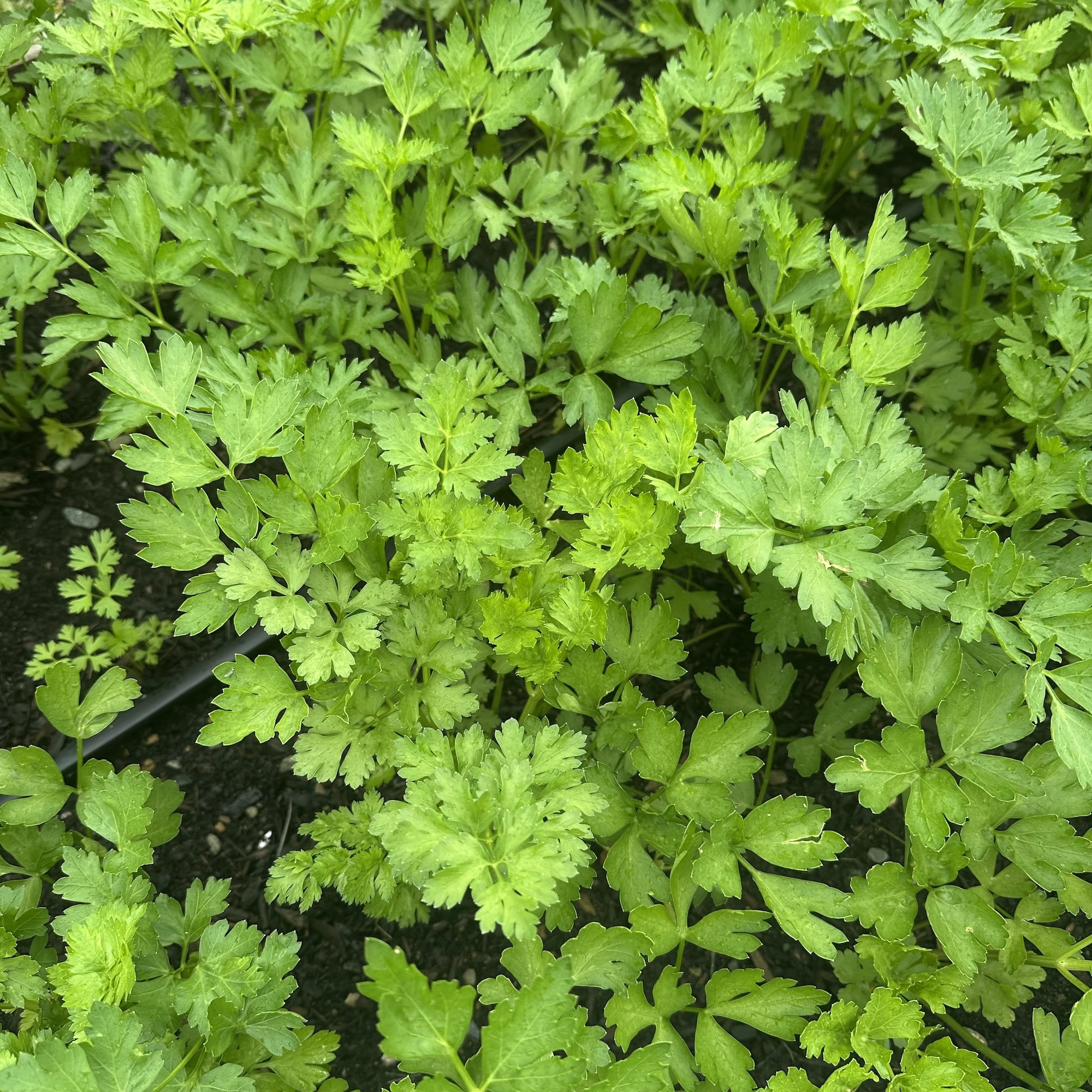 Parsley Giant of Italy (price/bunch)
