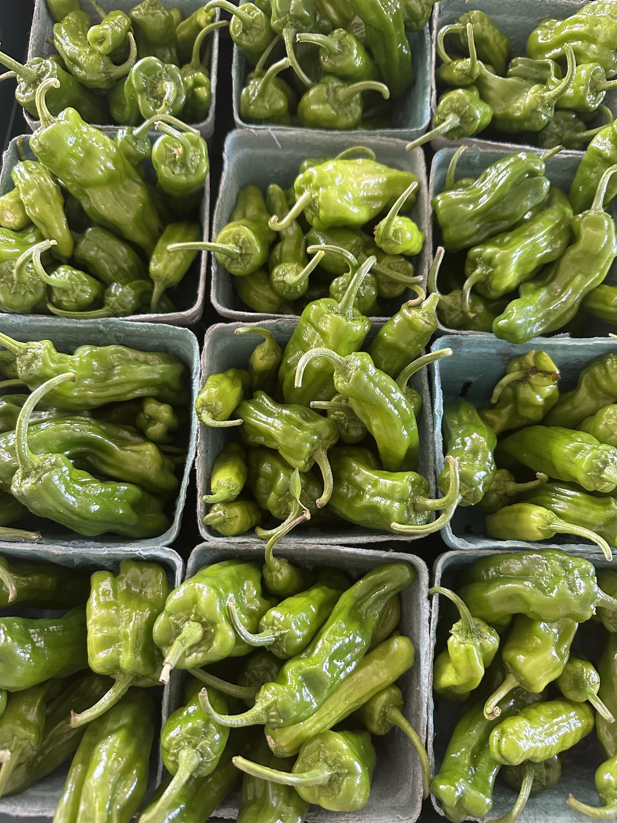 Shishito Peppers (Crate)