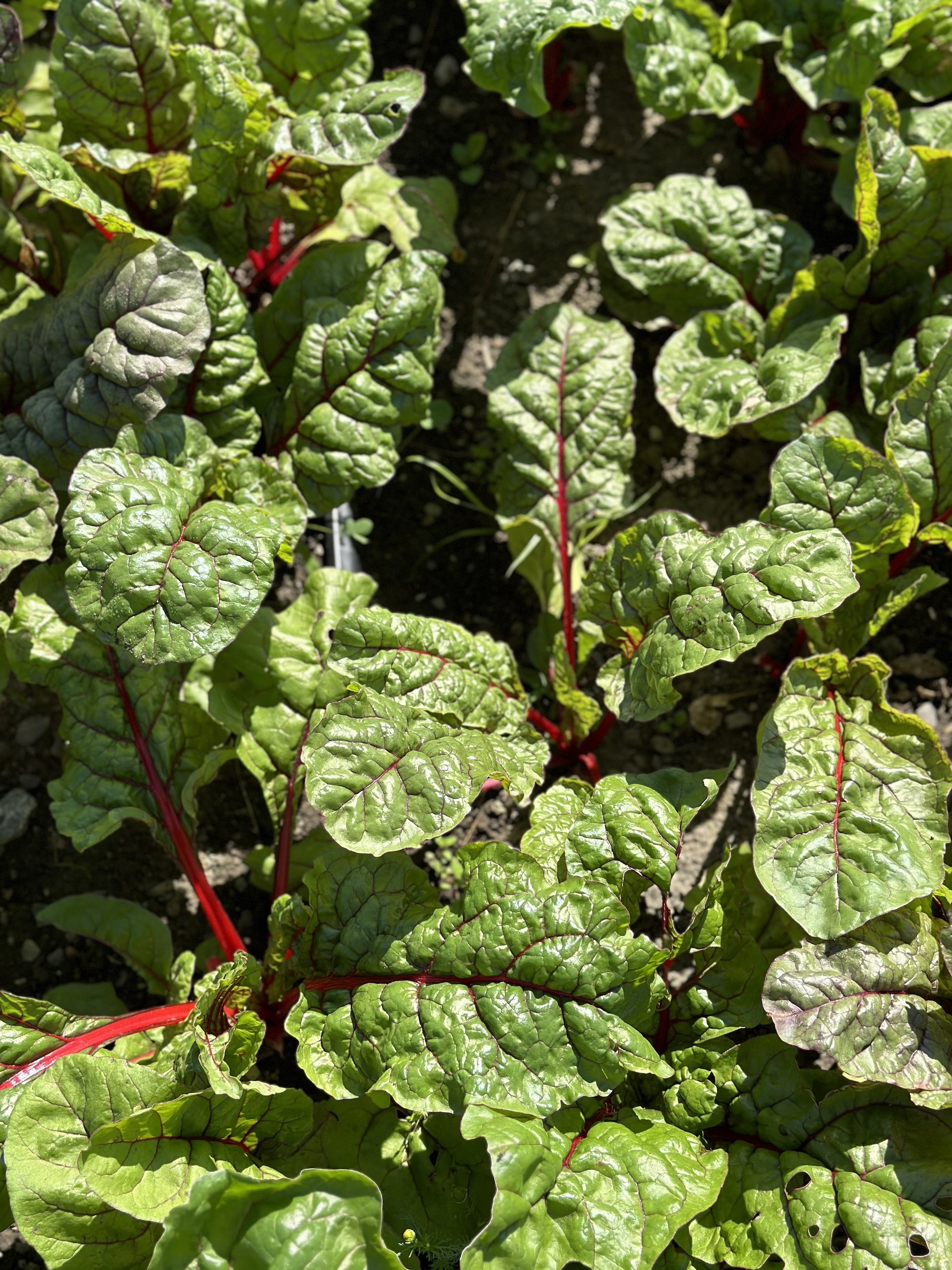 Rainbow and Green Chard (price/crate)