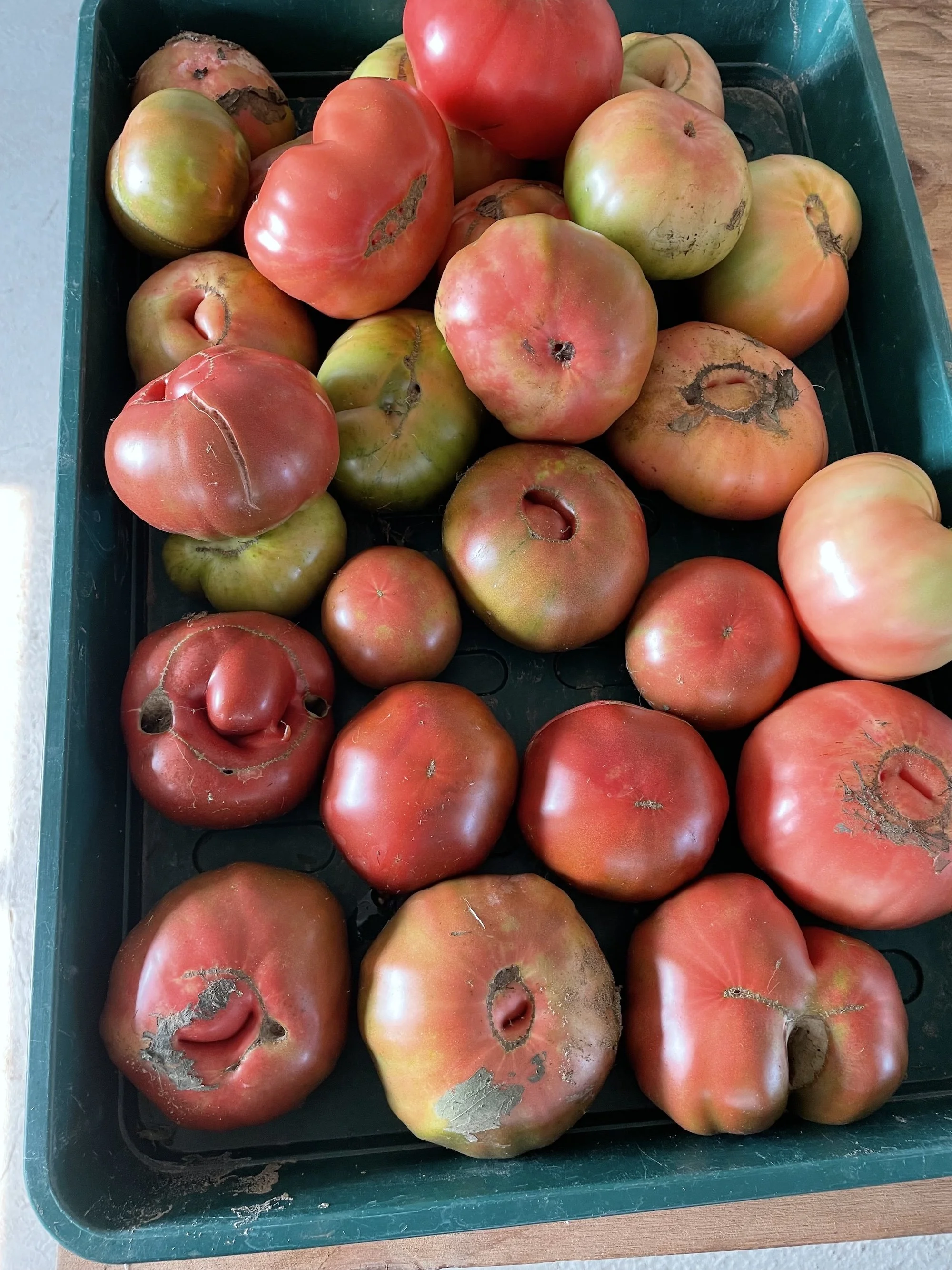 Heirloom Tomatoes (Crate)