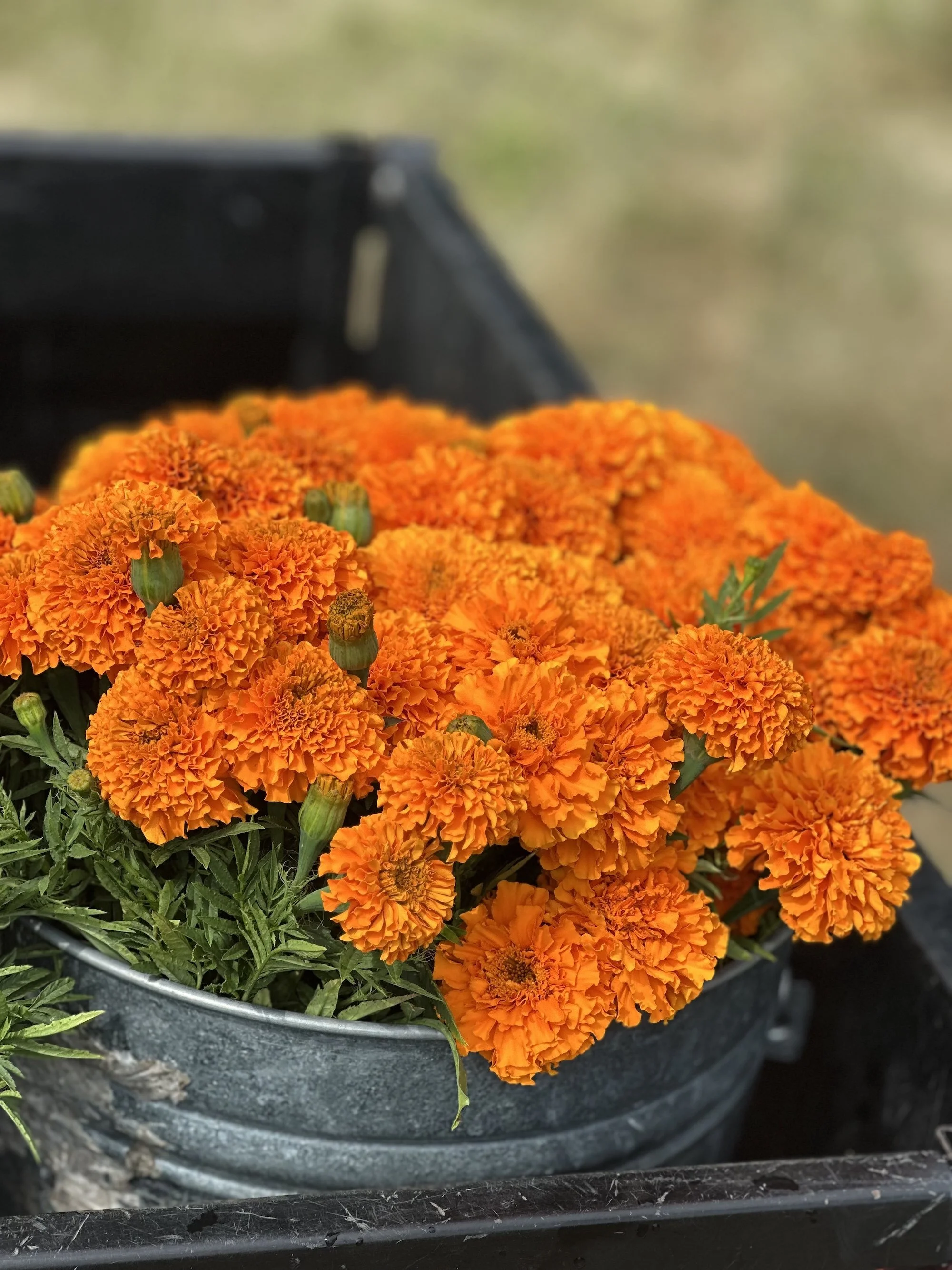 Giant Orange Marigolds ( bunch)