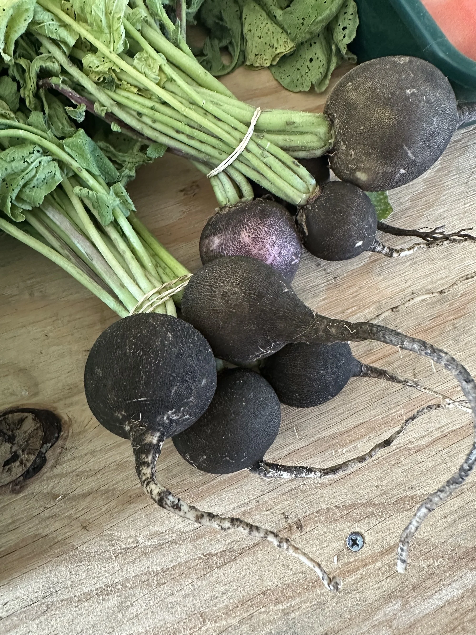 Nero Tondo Radish (Bunched)