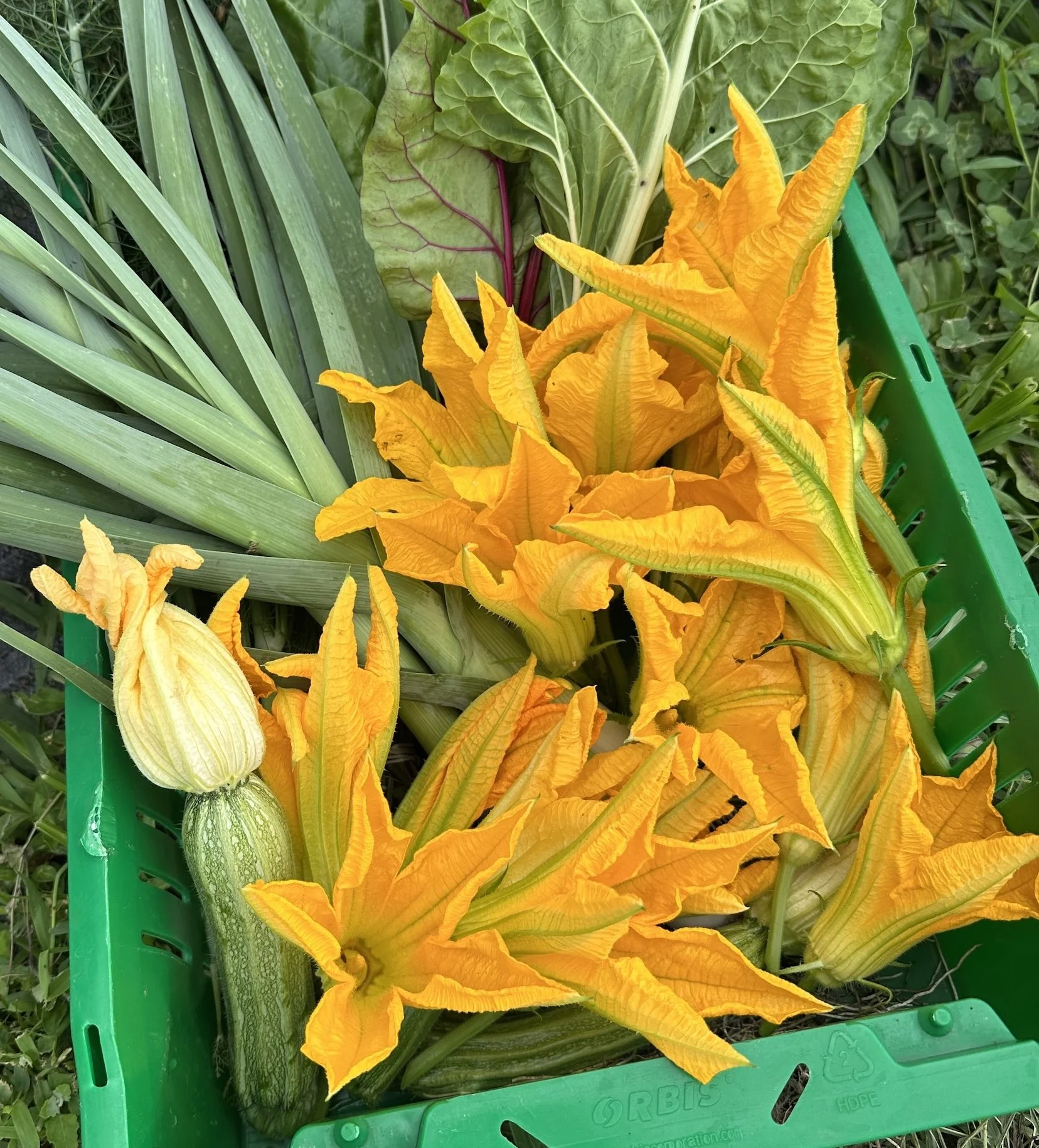 Squash Blossoms (appprox. 20 per bag)