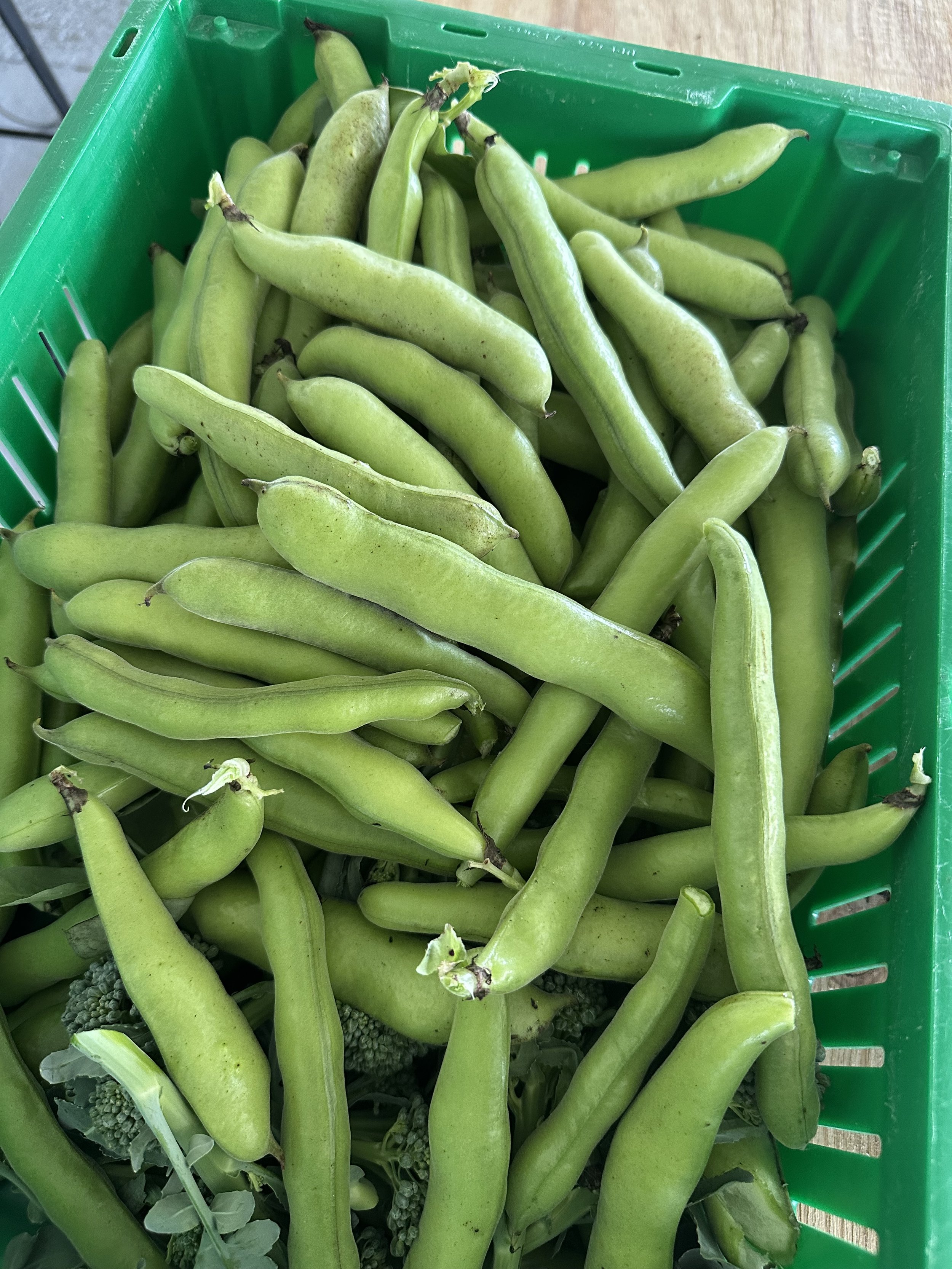 Fava Beans (Sold Out)