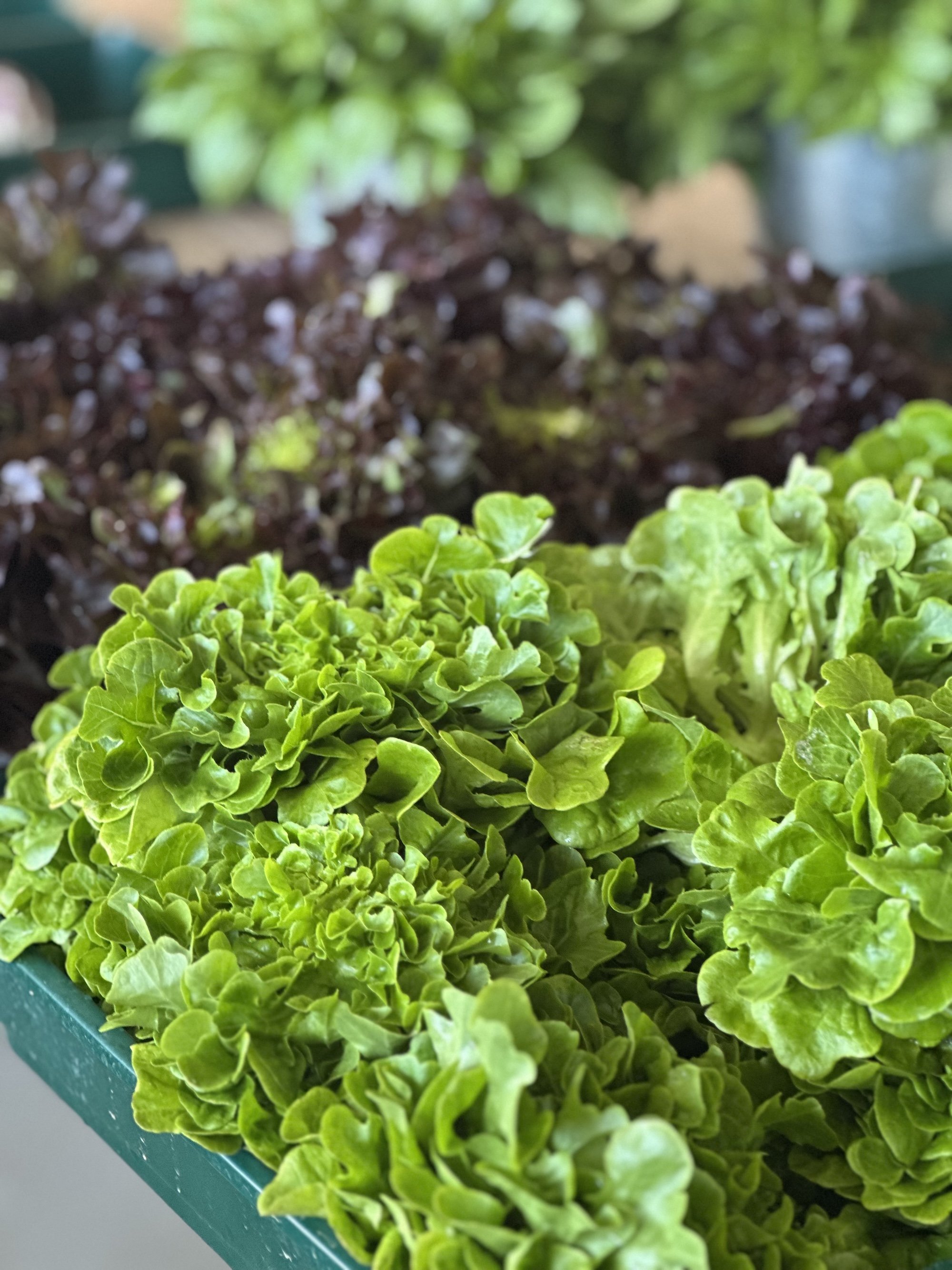 Lettuce v. Green Oakleaf (price/crate)