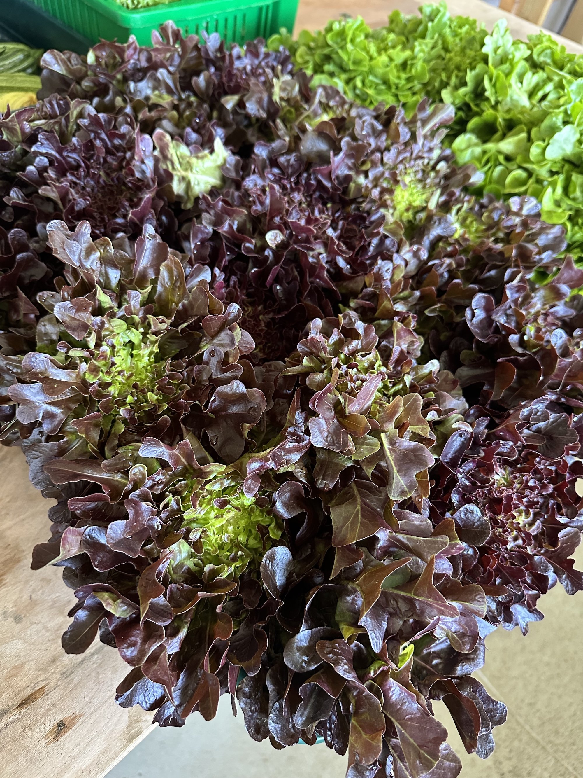 Lettuce: Red Oakleaf (price/crate)