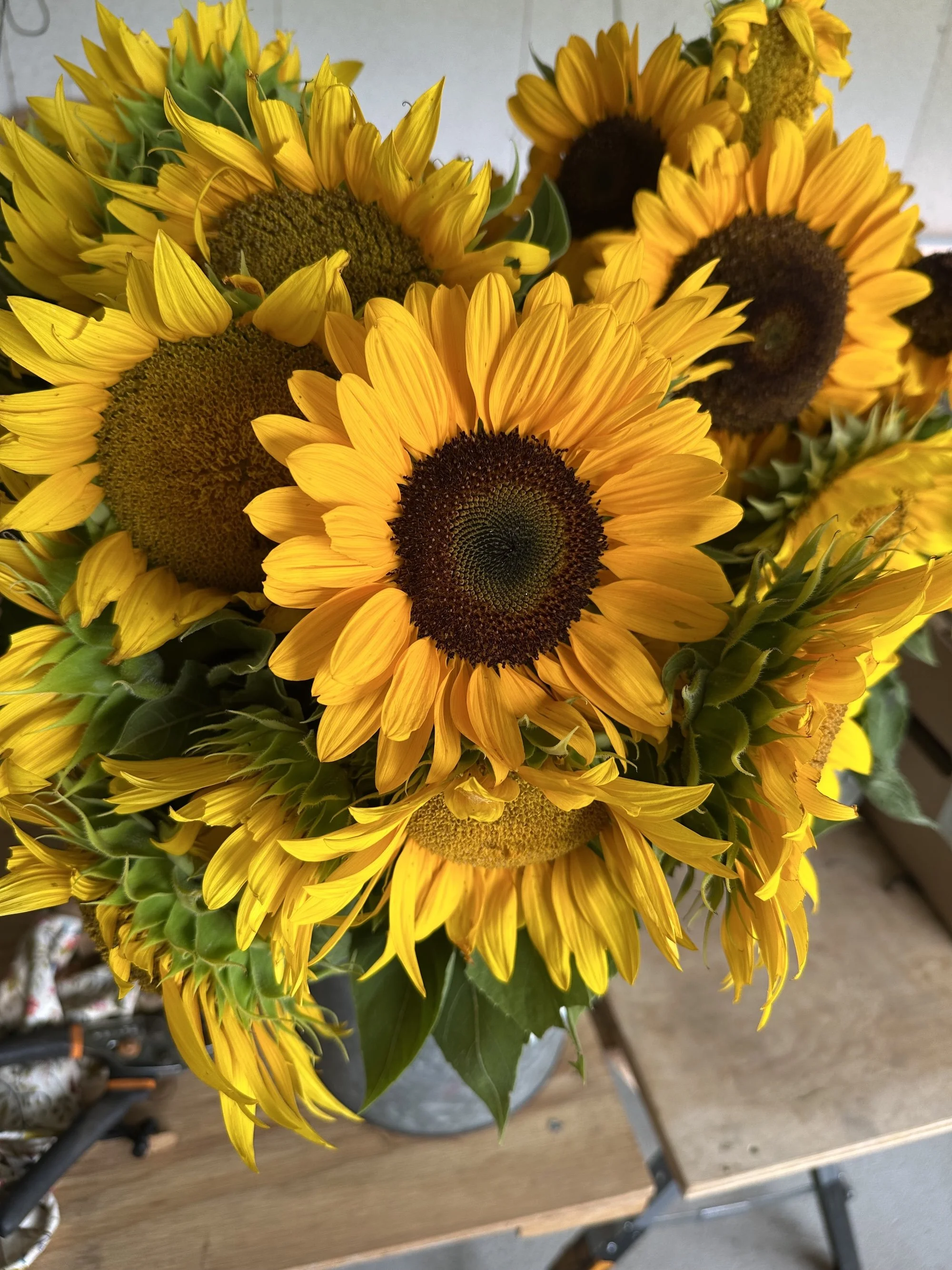 Sunflowers (Bunch)
