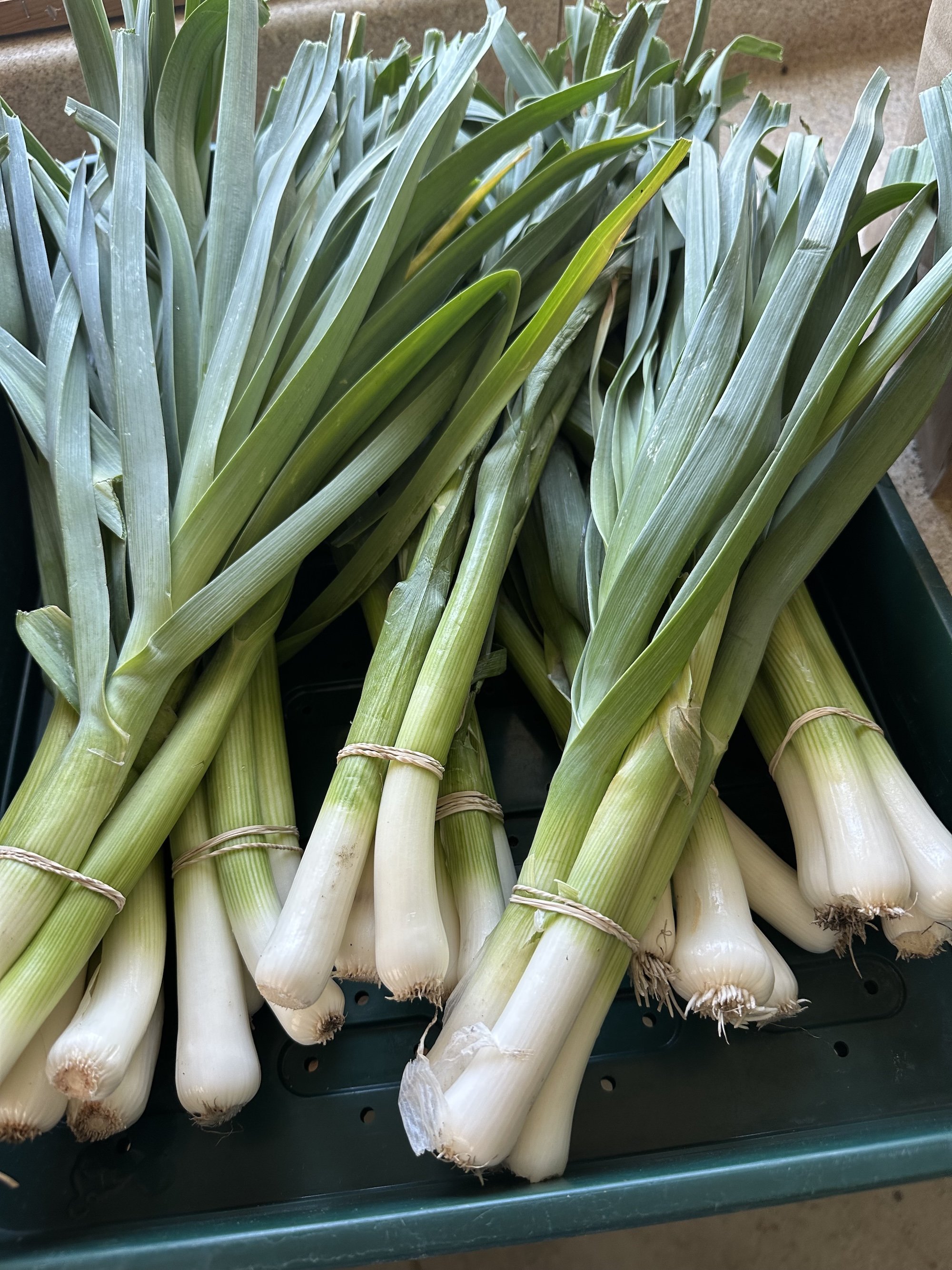 Leeks v. King Richard (price/bunch)