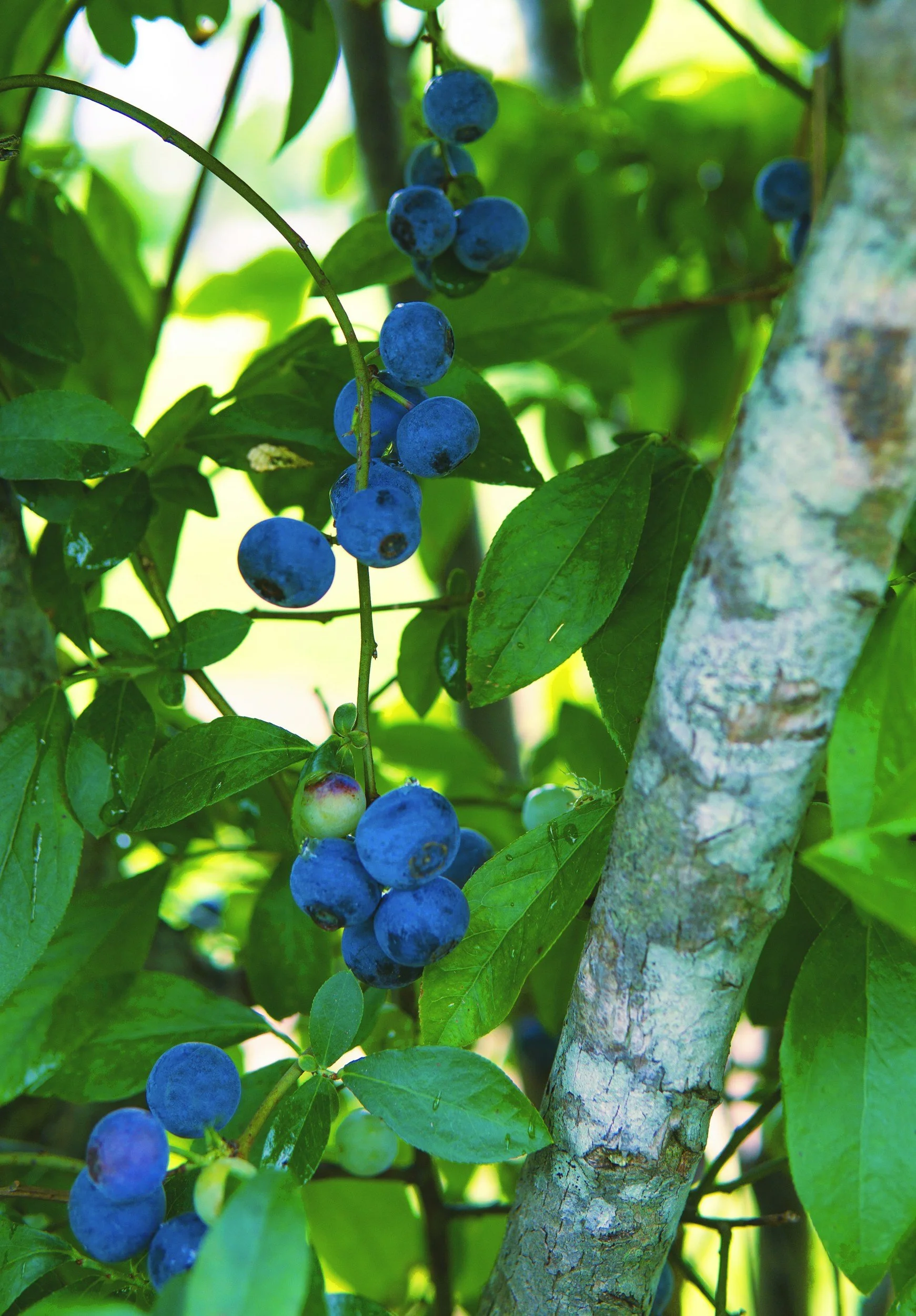 Close up of a blueberry tree