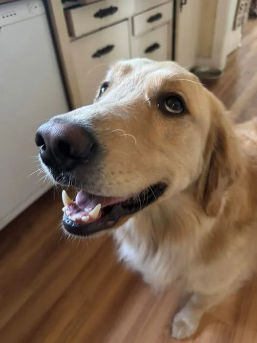 Day 1446