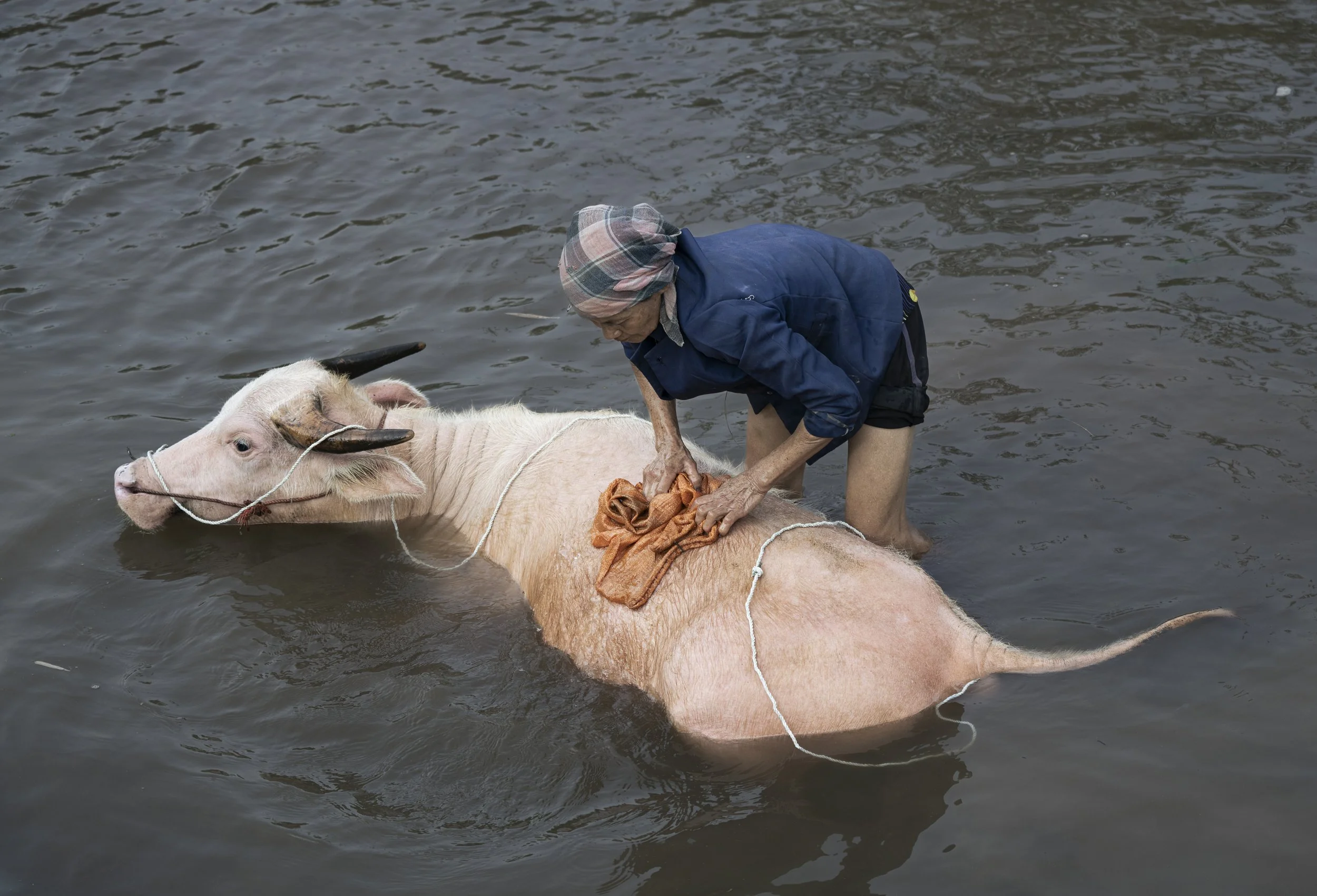 Woman Washing Her Rare Albino Water Buffalo - Mai Chau, Vietnam