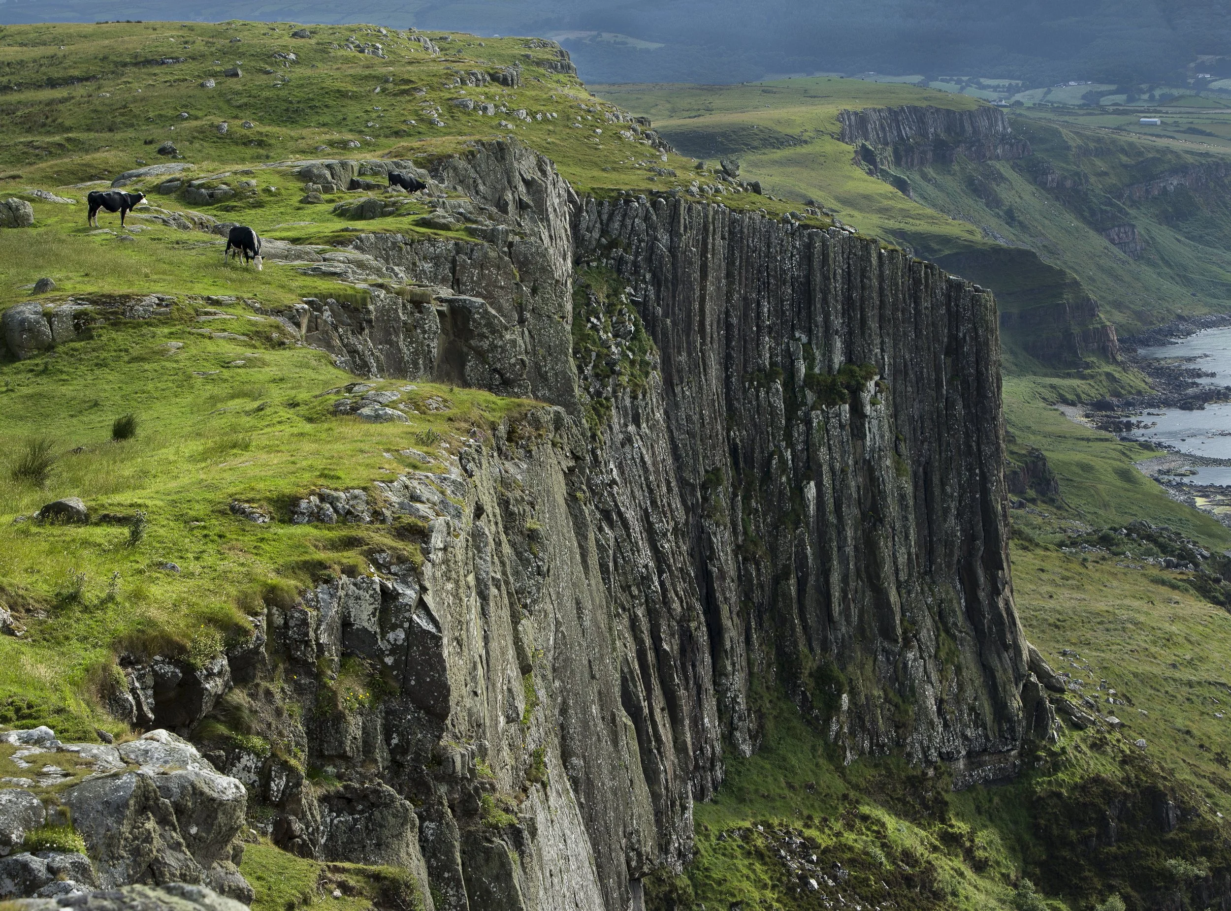 Cows & Cliffs - Fairhead, Ballycastle, Northern Ireland, United Kingdom