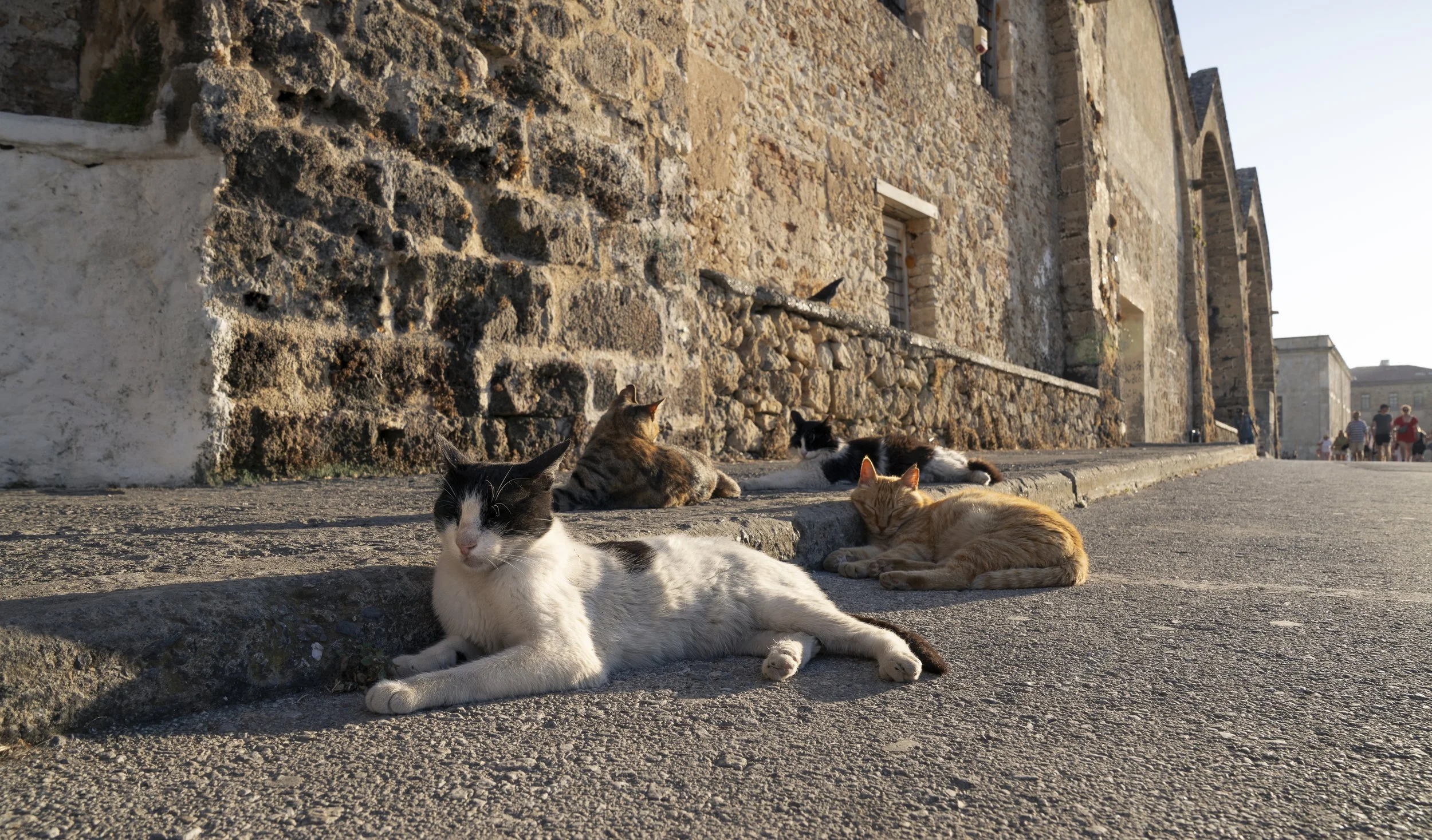 Comfy cats. Chania, Crete, Greece