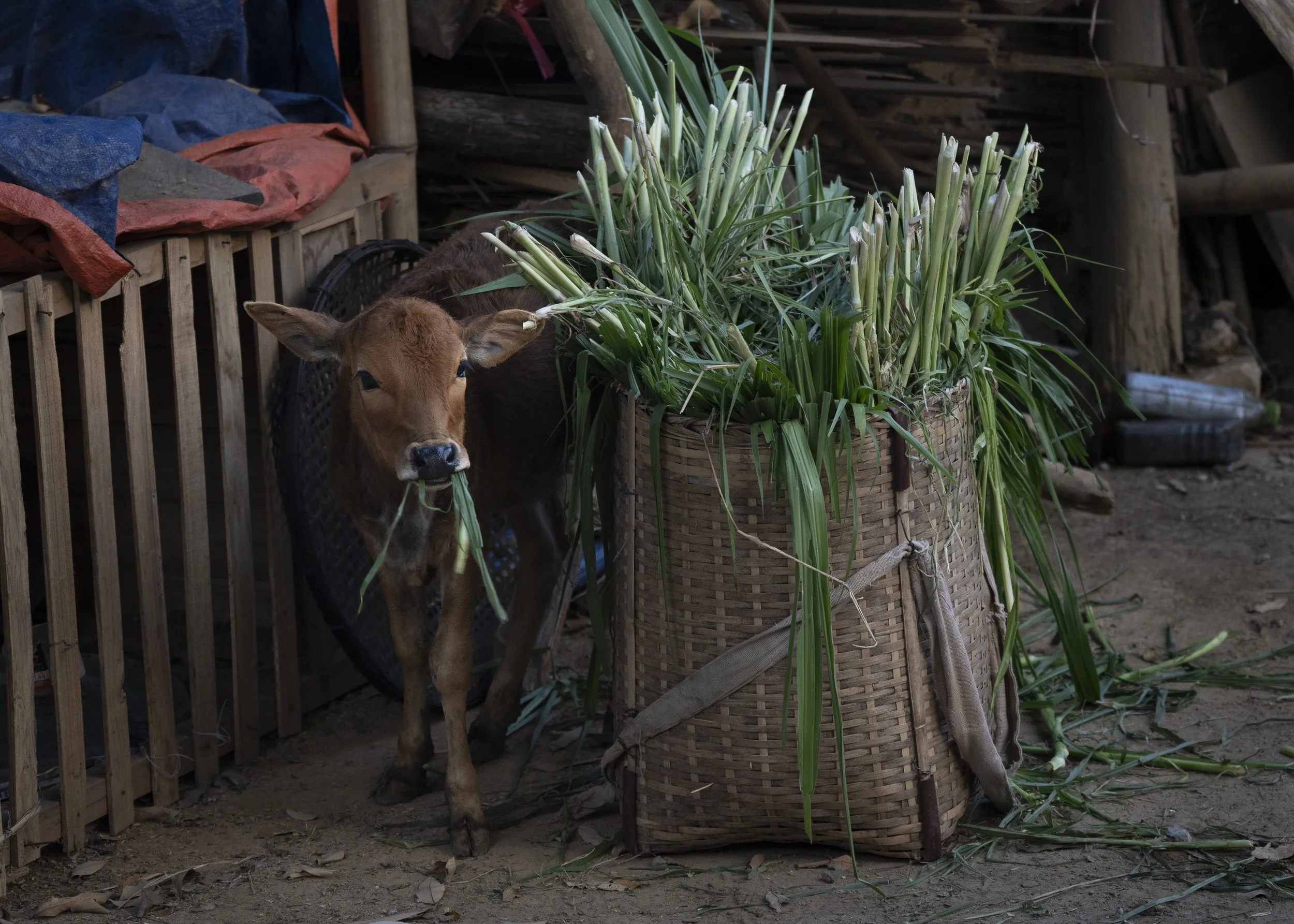Vietnam 2025-10.jpg