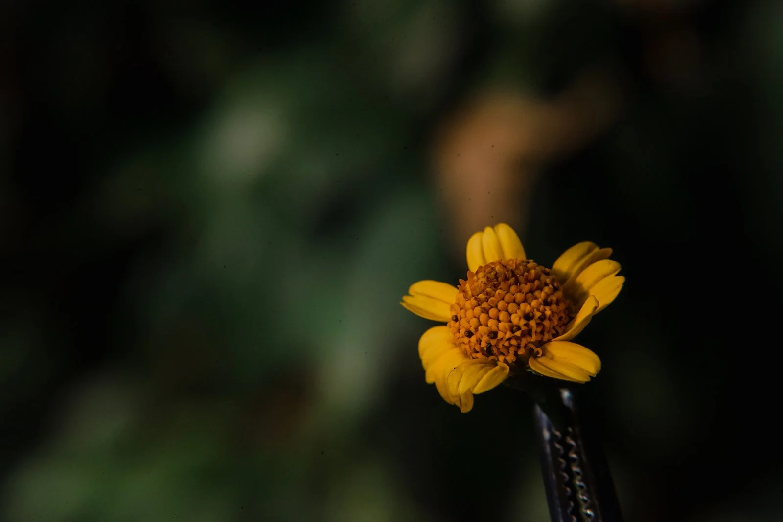 Ph. @miguelvelasquezfotografo