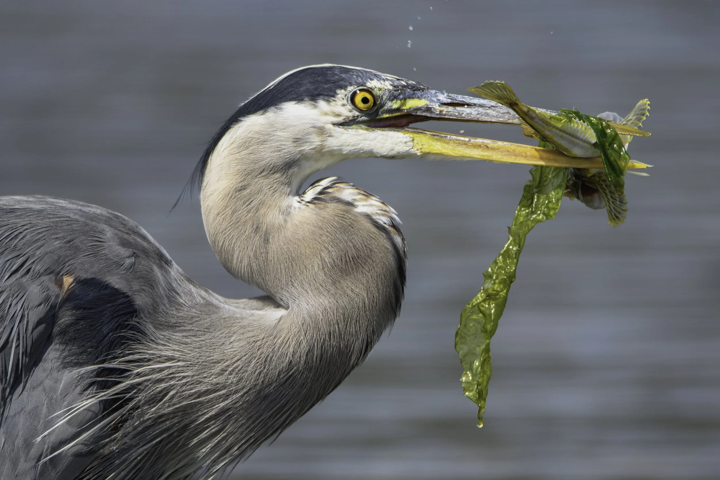 heron with fish.jpg